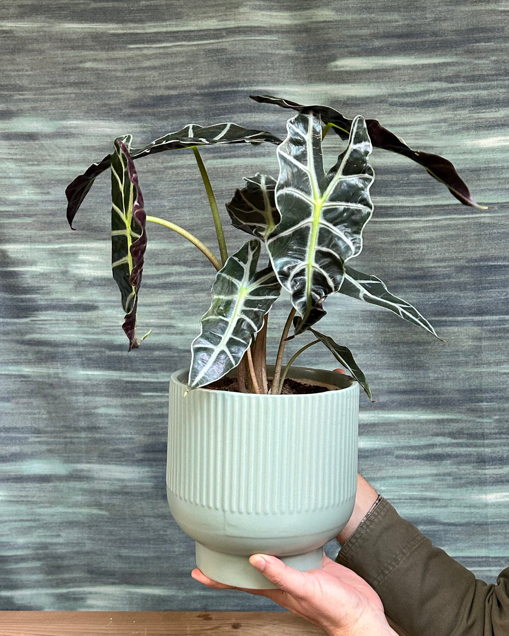 Alocasia Amazonica Polly elephant ear plant in grey ceramic chalice, premium indoor plant gifts in Delhi, indoor plants for gifting, plant gifts in Delhi, table top plants for gifting, office desk plants India


