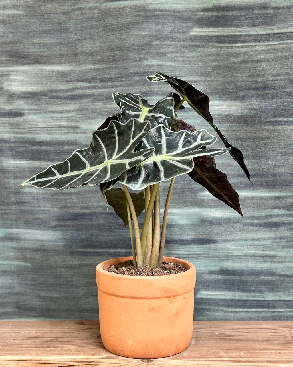 Alocasia Polly African Mask indoor plant with dark green arrow-shaped leaves and white veins, styled on a centre table from Planterie Delhi