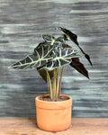 Alocasia Polly African Mask indoor plant with dark green arrow-shaped leaves and white veins, styled on a centre table from Planterie Delhi