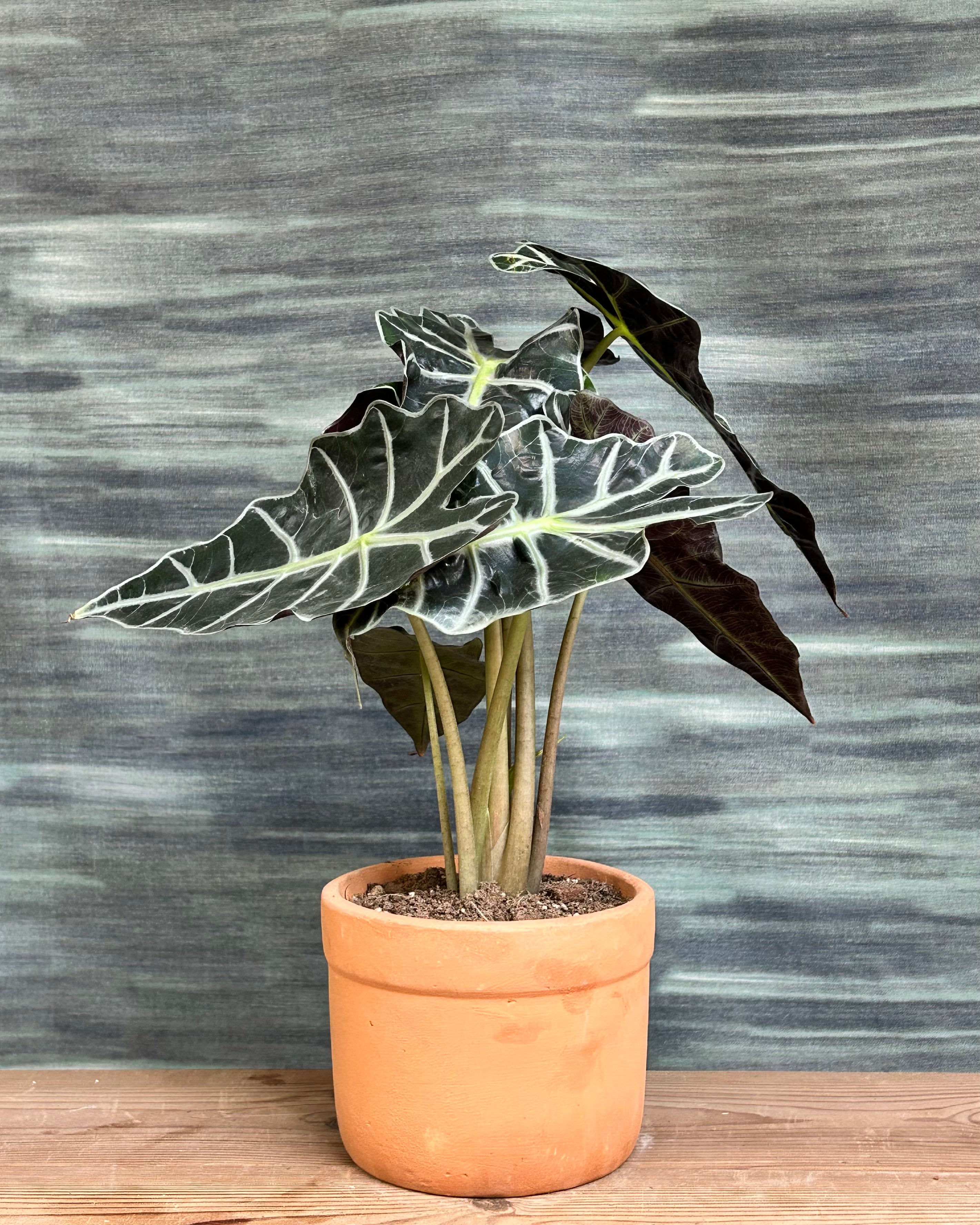 Alocasia Polly African Mask indoor plant with dark green arrow-shaped leaves and white veins, styled on a centre table from Planterie Delhi