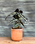 Alocasia Polly African Mask indoor plant with dark green, arrow-shaped leaves and white veins from Planterie Delhi