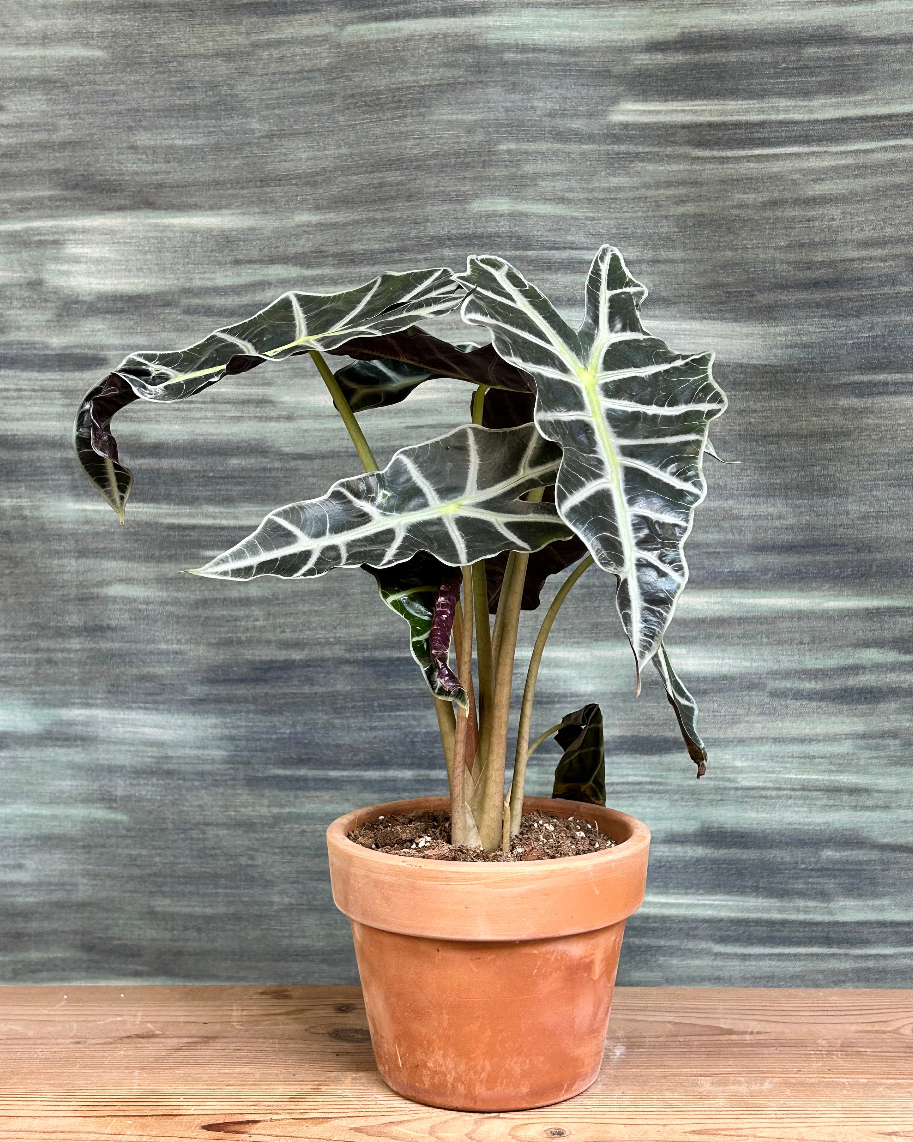 Alocasia Polly African Mask plant placed in a bright indoor corner with indirect light