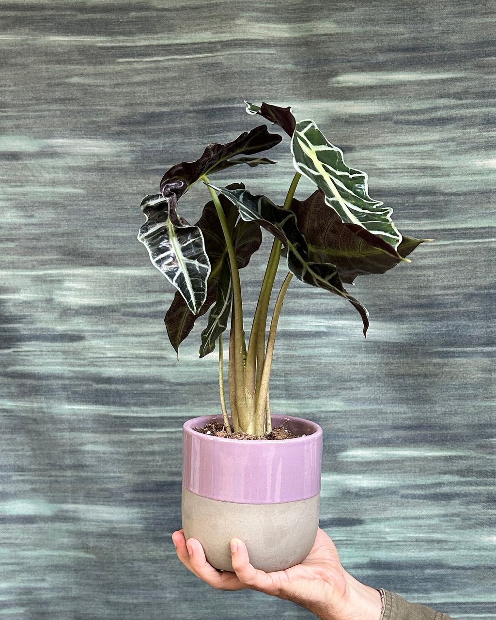 Alocasia Polly African Mask plant styled on a centre table for contemporary living room decor