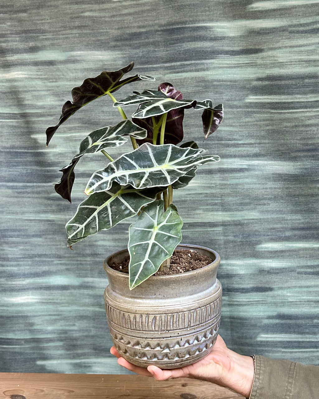 Alocasia Polly African Mask plant styled on a centre table for modern living room decor