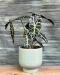 Alocasia Polly African mask indoor plant in grey chalice from Planterie, plant studio in Delhi, bold centre table plant for modern Indian homes, indoor plants in Delhi, indoor plants online India