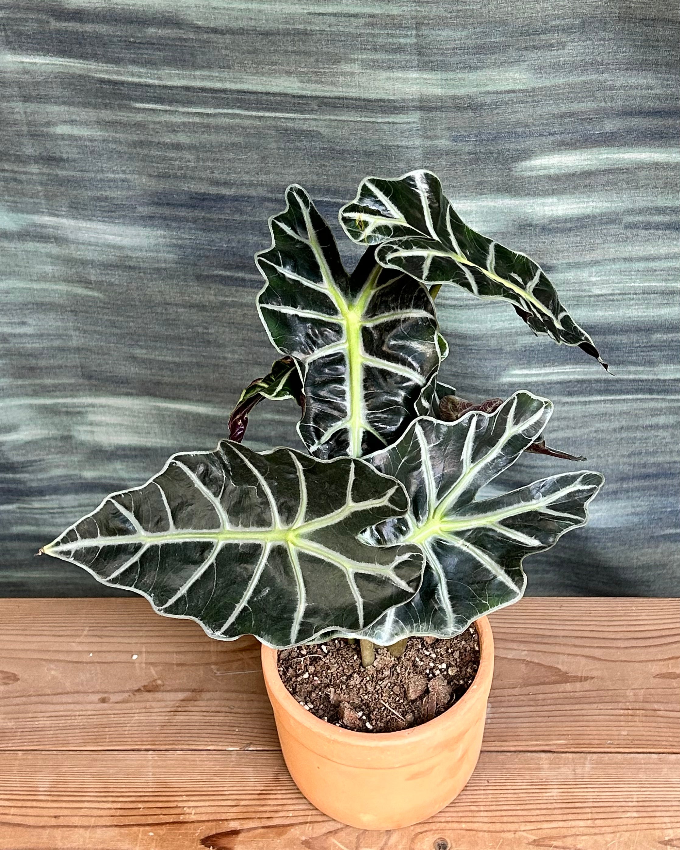 Alocasia Polly bold foliage indoor plant used to add drama to Indian homes