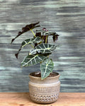 Alocasia Polly indoor plant with bold arrow-shaped leaves and white veins in an artisan Burnt White planter from Planterie Delhi