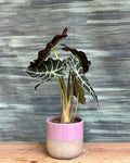 Alocasia Polly indoor plant with bold arrow-shaped leaves and white veins in a Dual Tone planter from Planterie Delhi