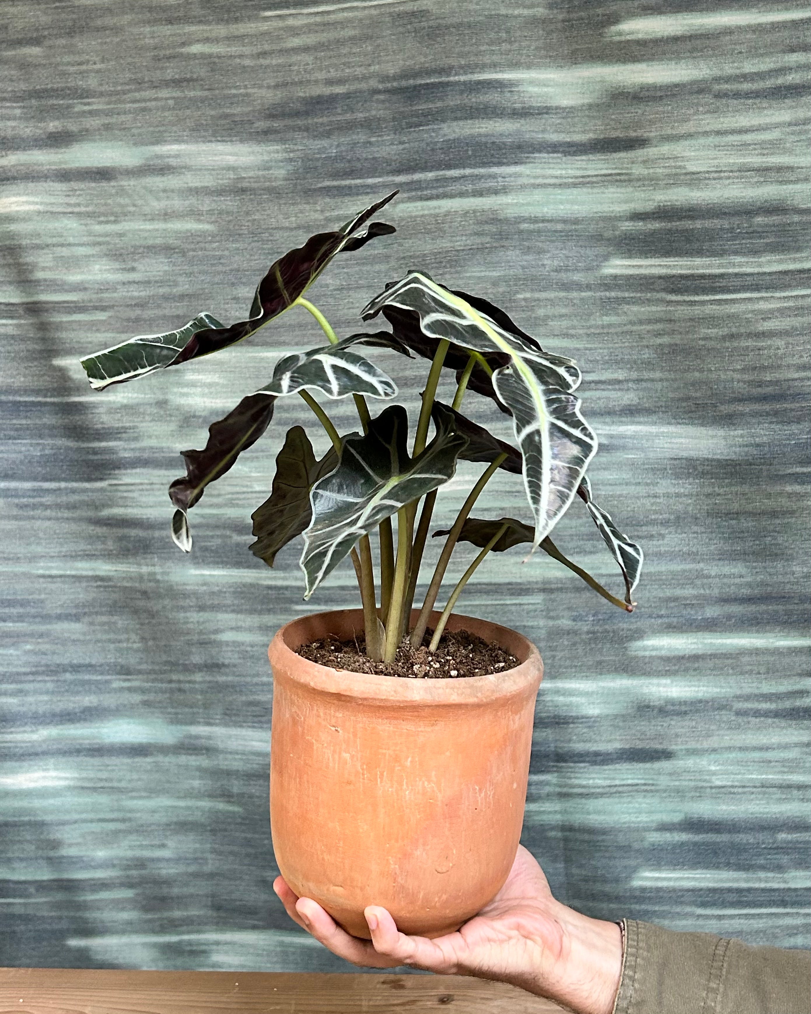 Alocasia Polly elephant ear indoor plant styled on a centre table in a bright living room