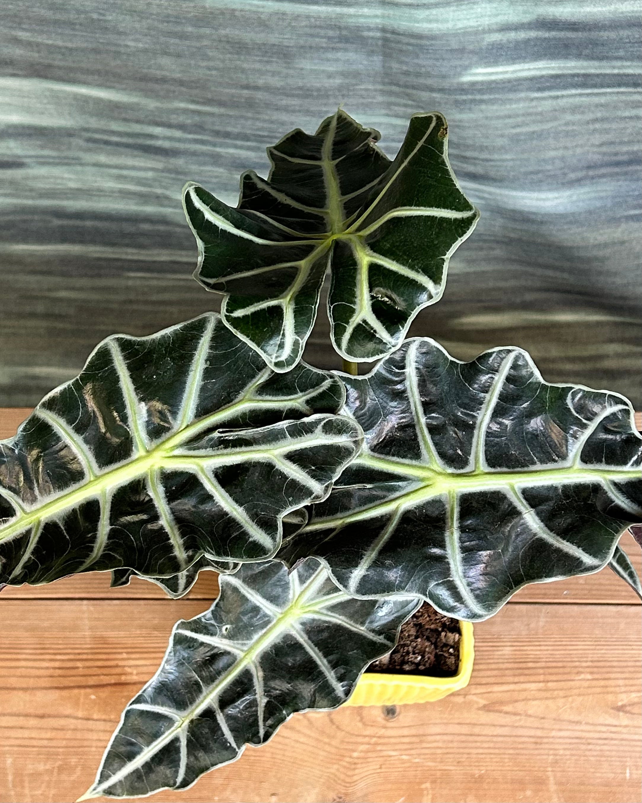 Alocasia Polly indoor plant gifts for housewarming in Delhi, plant gifts in Delhi, plant gifting near me Delhi, office desk plants India, premium plant gifts India from Planterie cafe in South Delhi