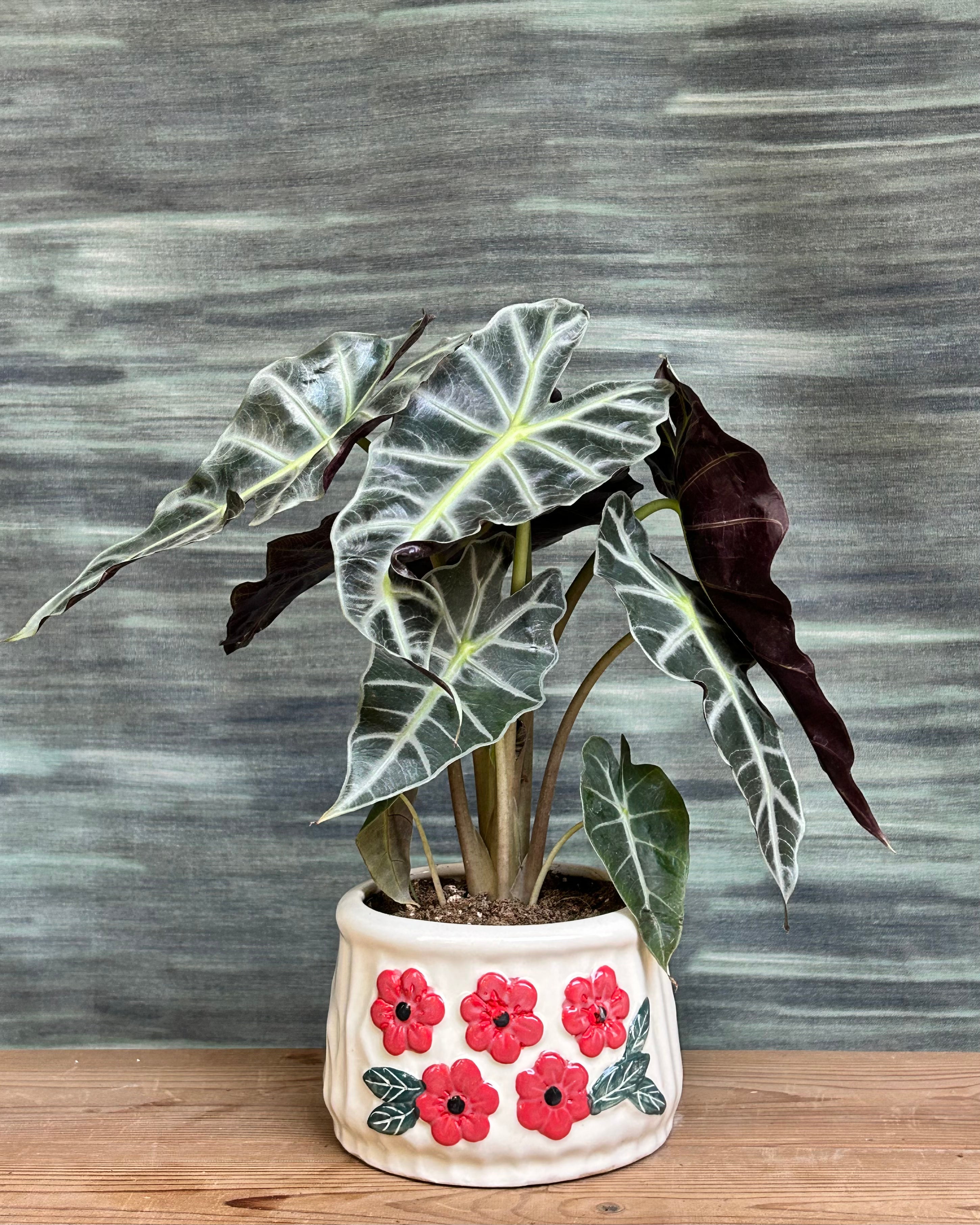 Alocasia Polly indoor plant in white floral basin styled on table top, centre table plant arrangement in Delhi apartments, best indoor plants for homes in Delhi, plant cafe in Delhi and South Delhi plant studio