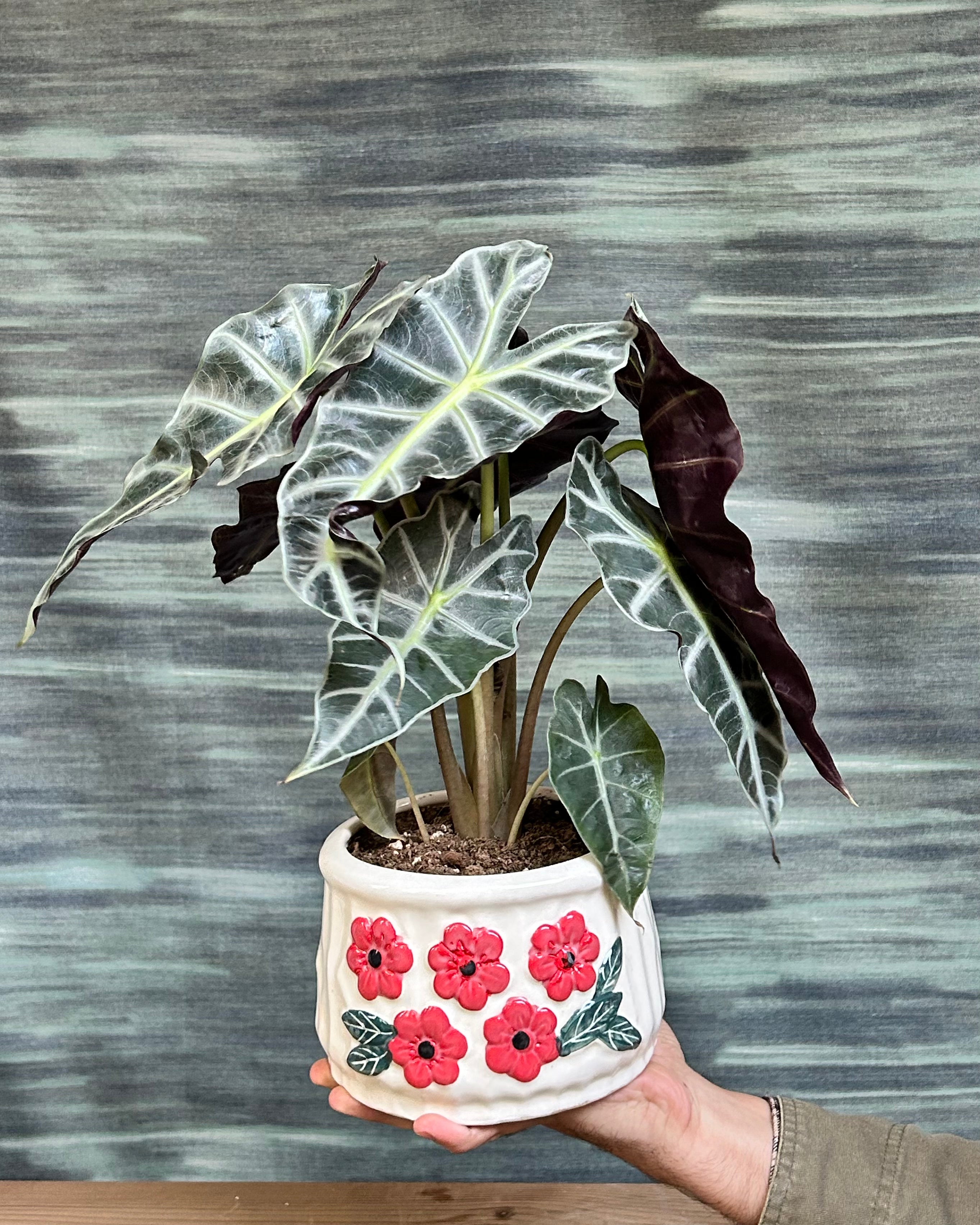 Alocasia Polly in floral basin ceramic planter from Planterie, indoor plants in Delhi for modern homes and cafes, curated centre table plant arrangement, plant studio in Delhi offering indoor plants online India.