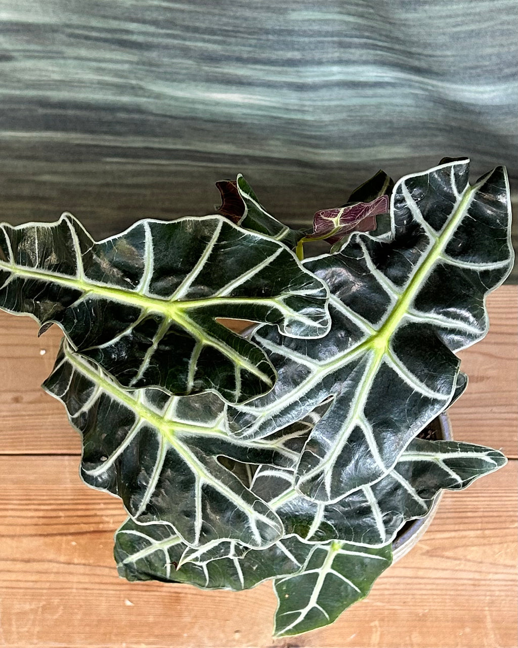Alocasia Polly giftable indoor plant choice for people who love bold foliage and statement plants
