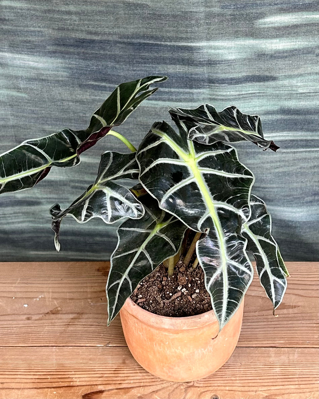 Alocasia Polly giftable indoor plant choice for plant lovers who like bold foliage
