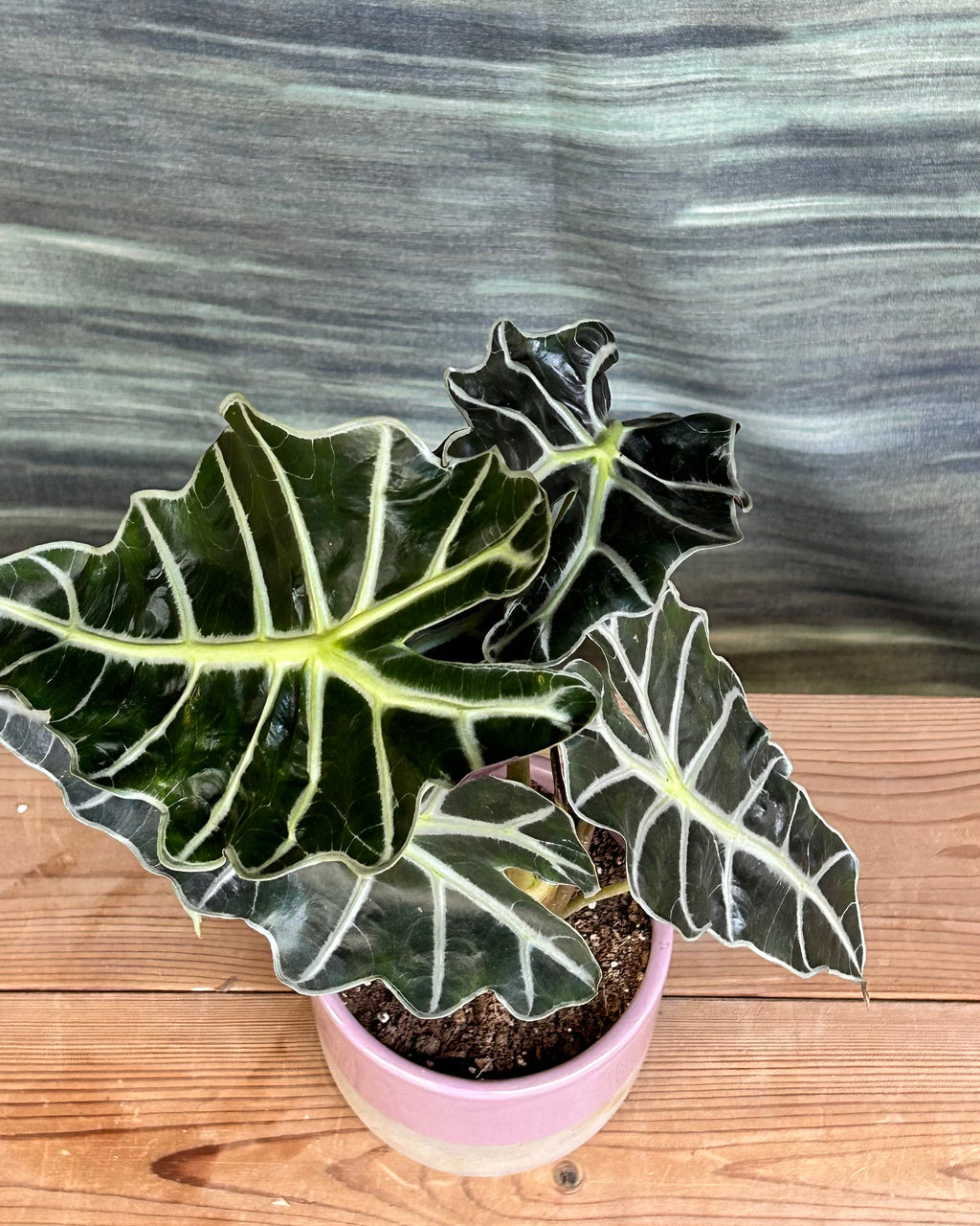 Alocasia Polly giftable indoor plant choice for people who enjoy statement foliage in their decor
