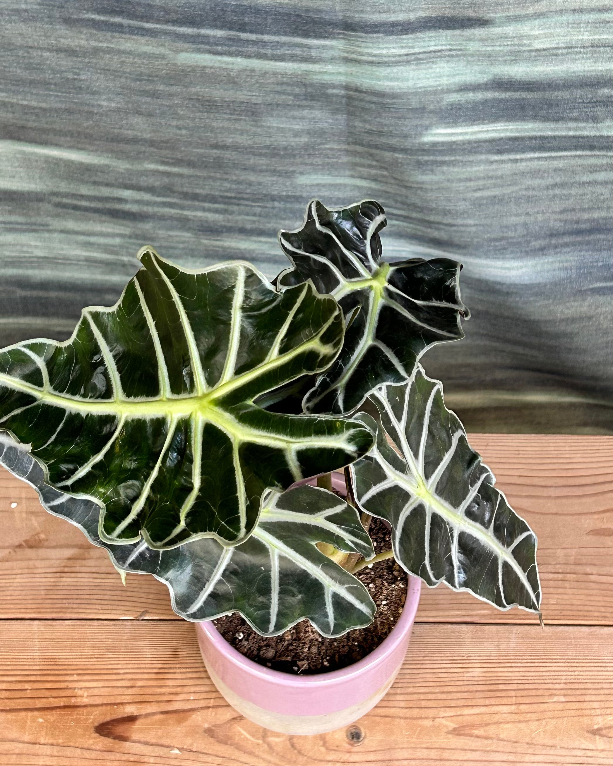 Alocasia Polly giftable indoor plant choice for people who enjoy statement foliage in their decor