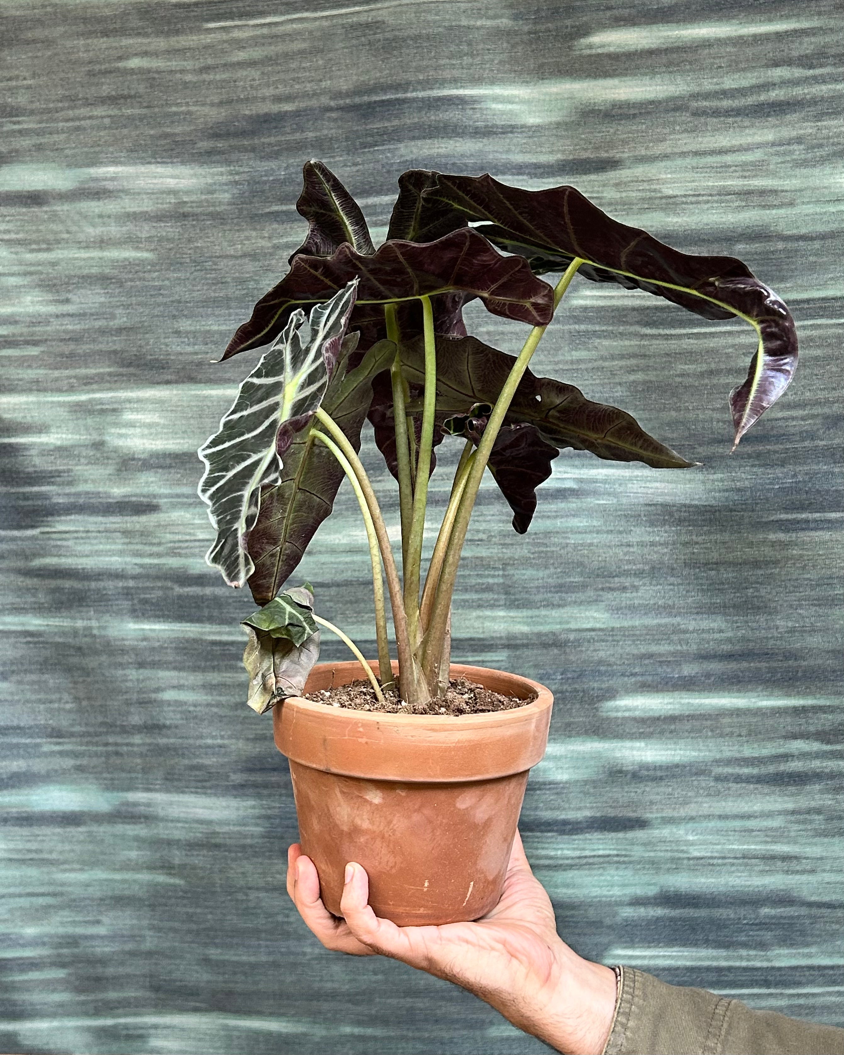 Alocasia Polly indoor plant with dark green arrow-shaped leaves and white veins styled on a centre table from Planterie Delhi