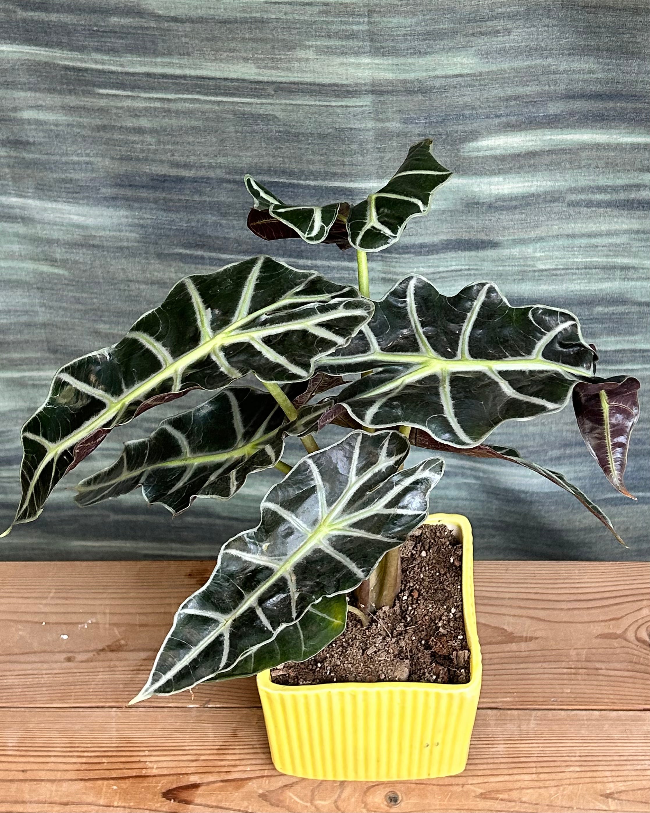 Custom Alocasia Polly plant gifts from Planterie Delhi, indoor plant gifts for corporates in India, bulk plant gifting in Delhi, corporate plant gifting in Delhi, eco friendly corporate gifts plants India, indoor plant care in Delhi with plant care tips India