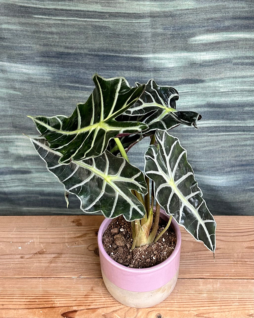 Alocasia Polly sculptural indoor plant adding drama to modern Indian homes in bright, indirect light
