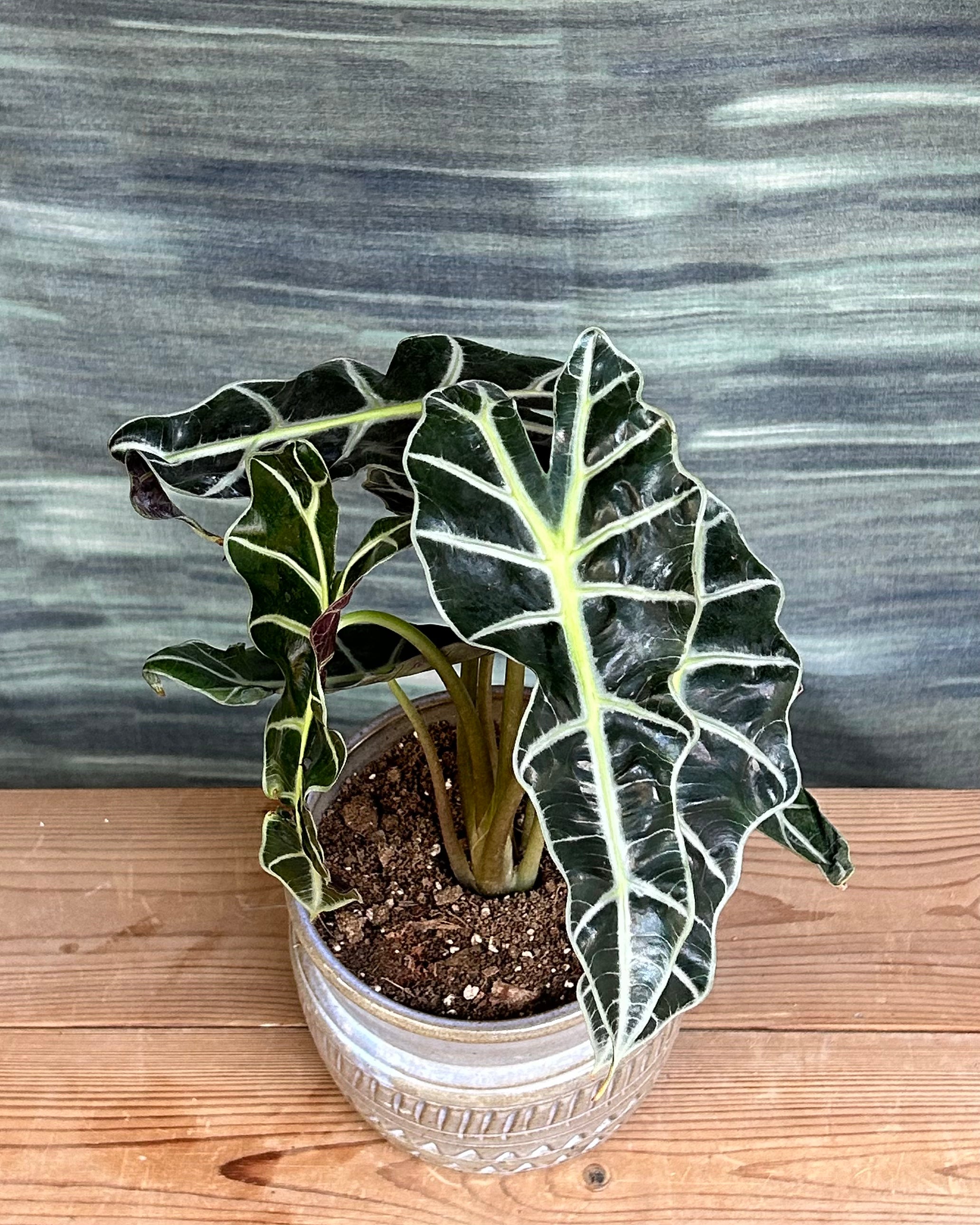 Alocasia Polly sculptural indoor plant adding drama to modern Indian homes in bright, indirect light