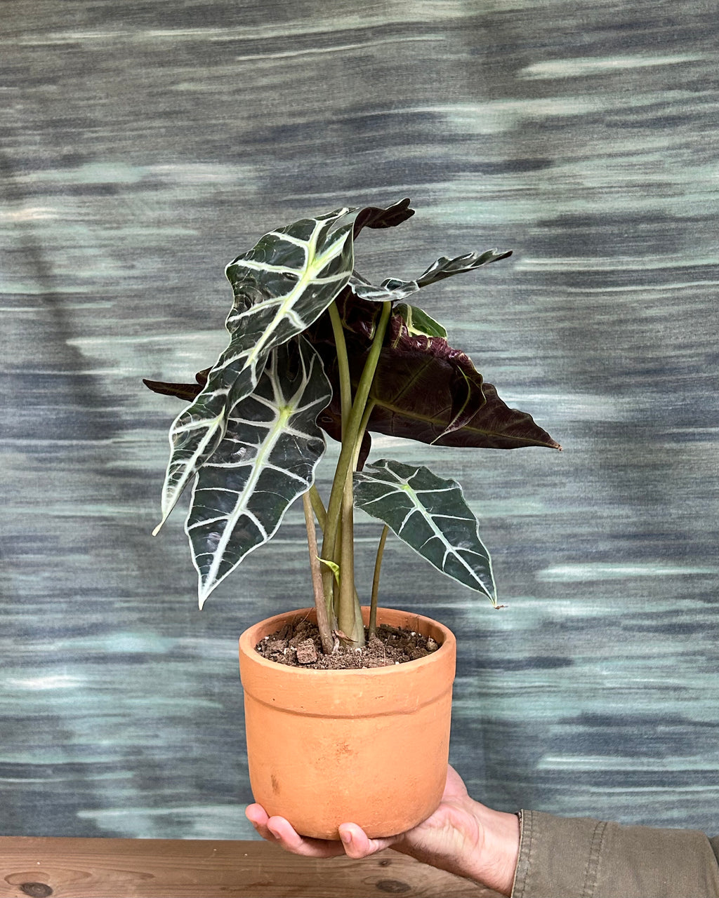 Alocasia Polly statement indoor plant placed in a bright living room corner with indirect light