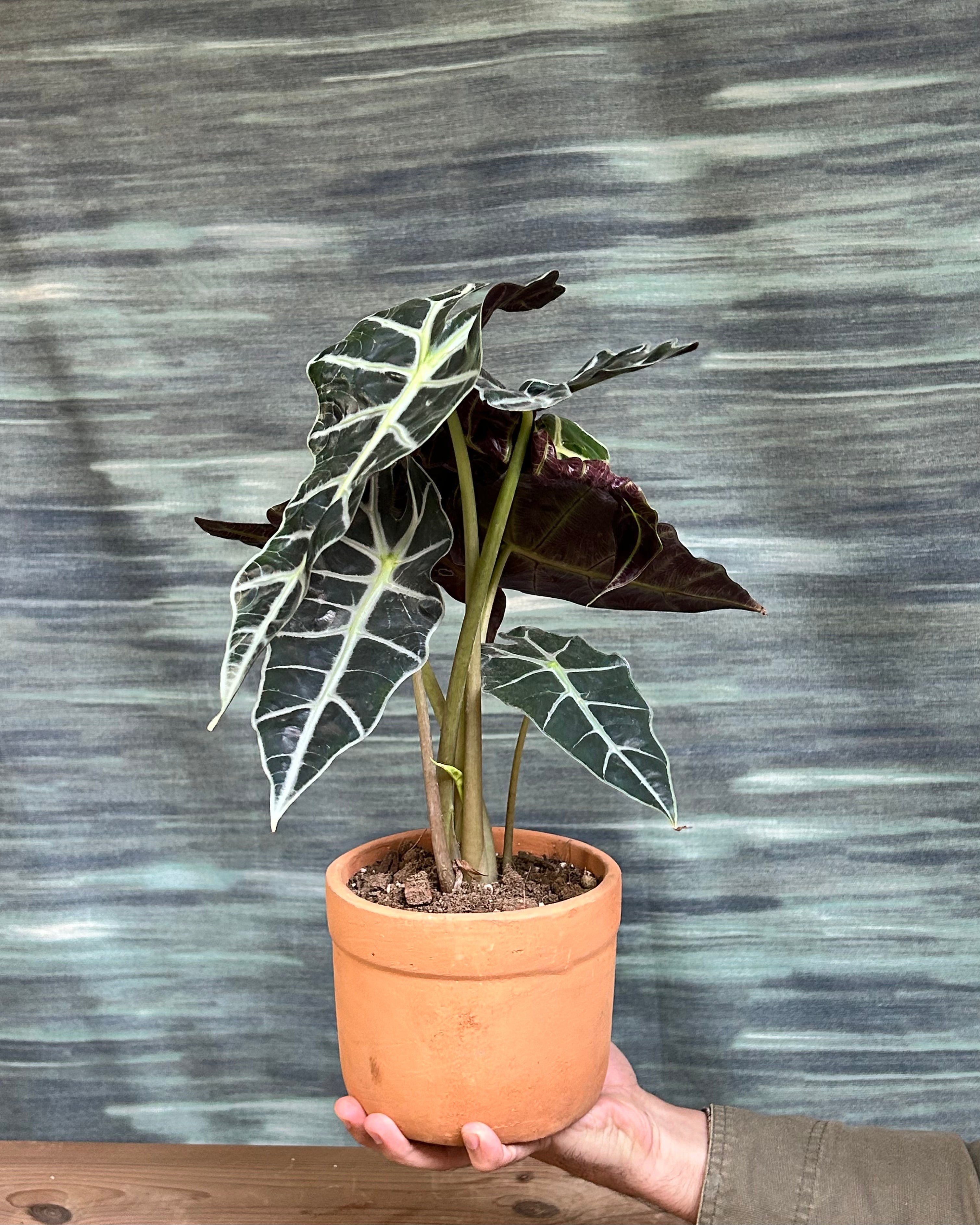Alocasia Polly statement indoor plant placed in a bright living room corner with indirect light