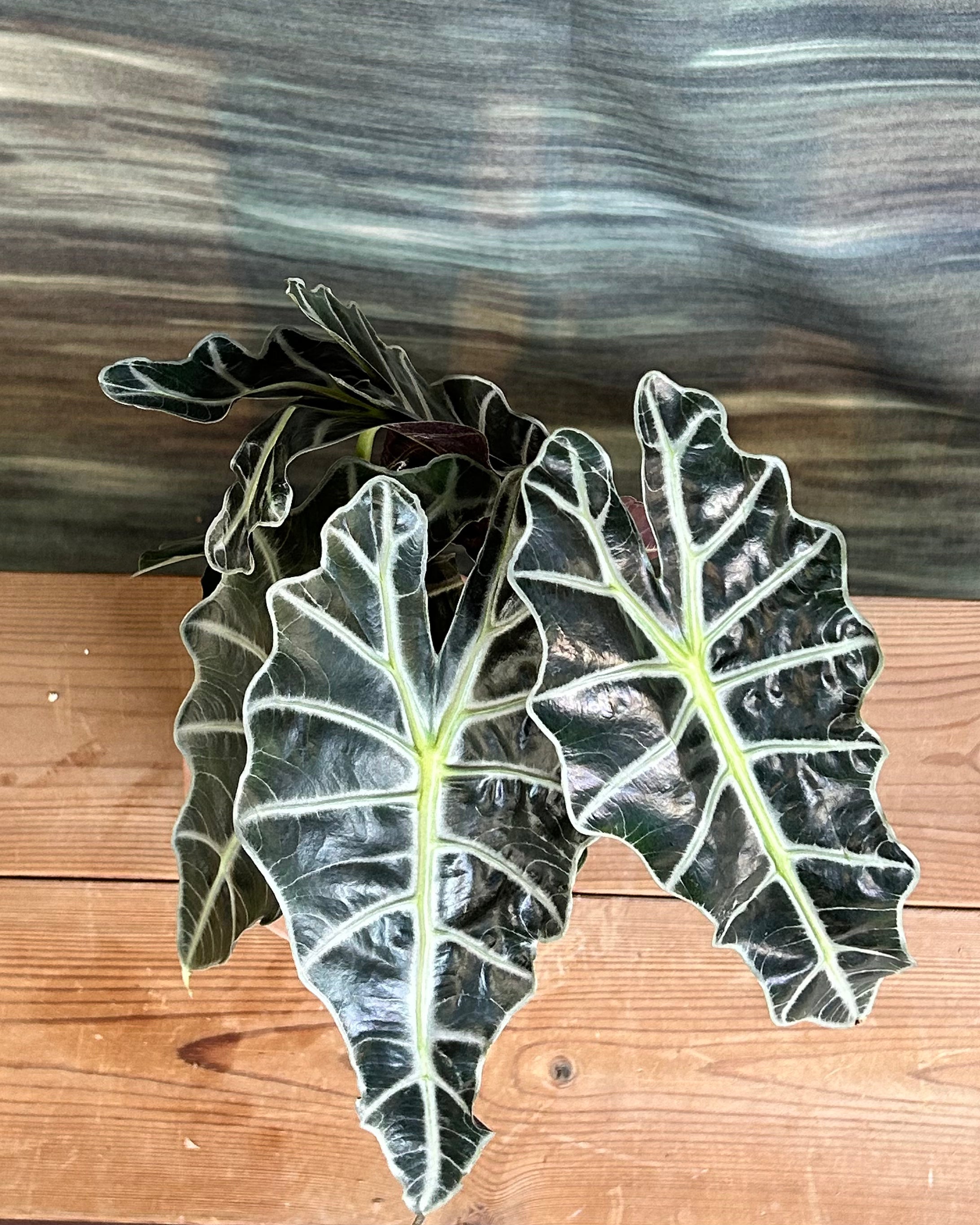 Alocasia Polly potted indoor plant, premium plant gift option in Delhi for housewarming, birthdays and corporate plant gifting in India