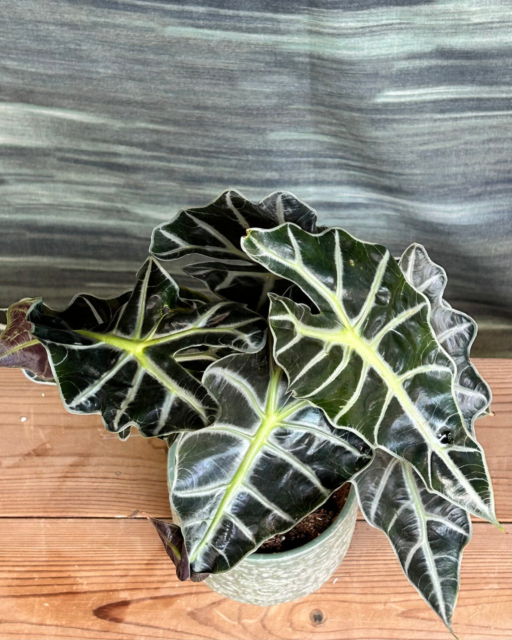 Alocasia Polly in Sage Green
