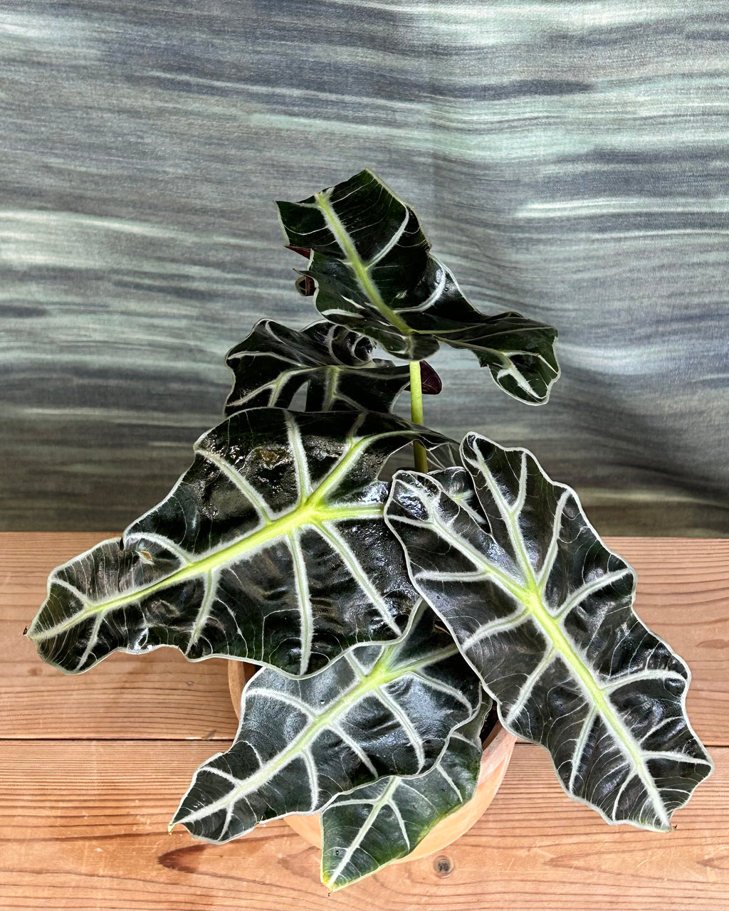 Alocasia Polly in Terracotta Chalice