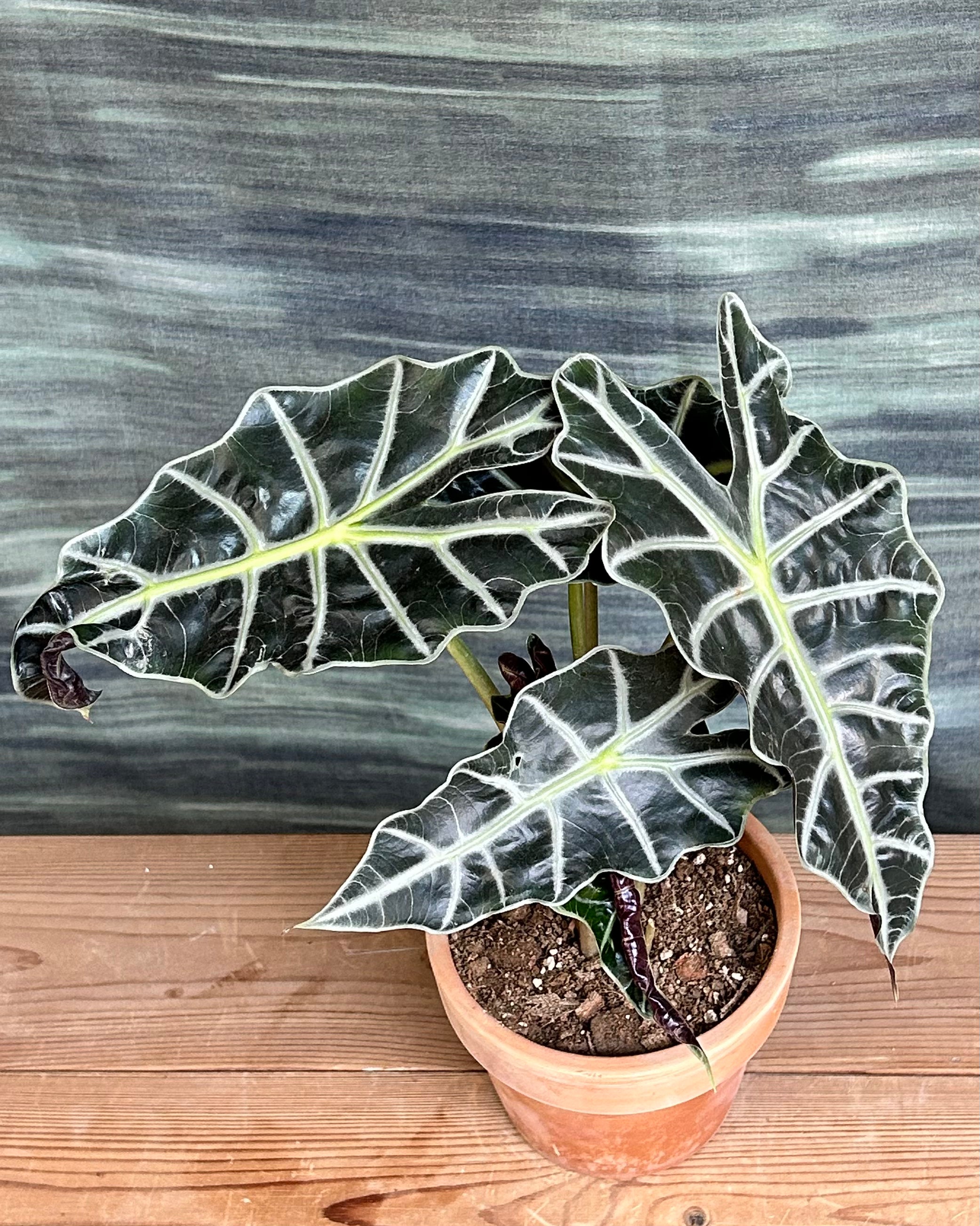 Alocasia Polly in Terracotta Rimmed