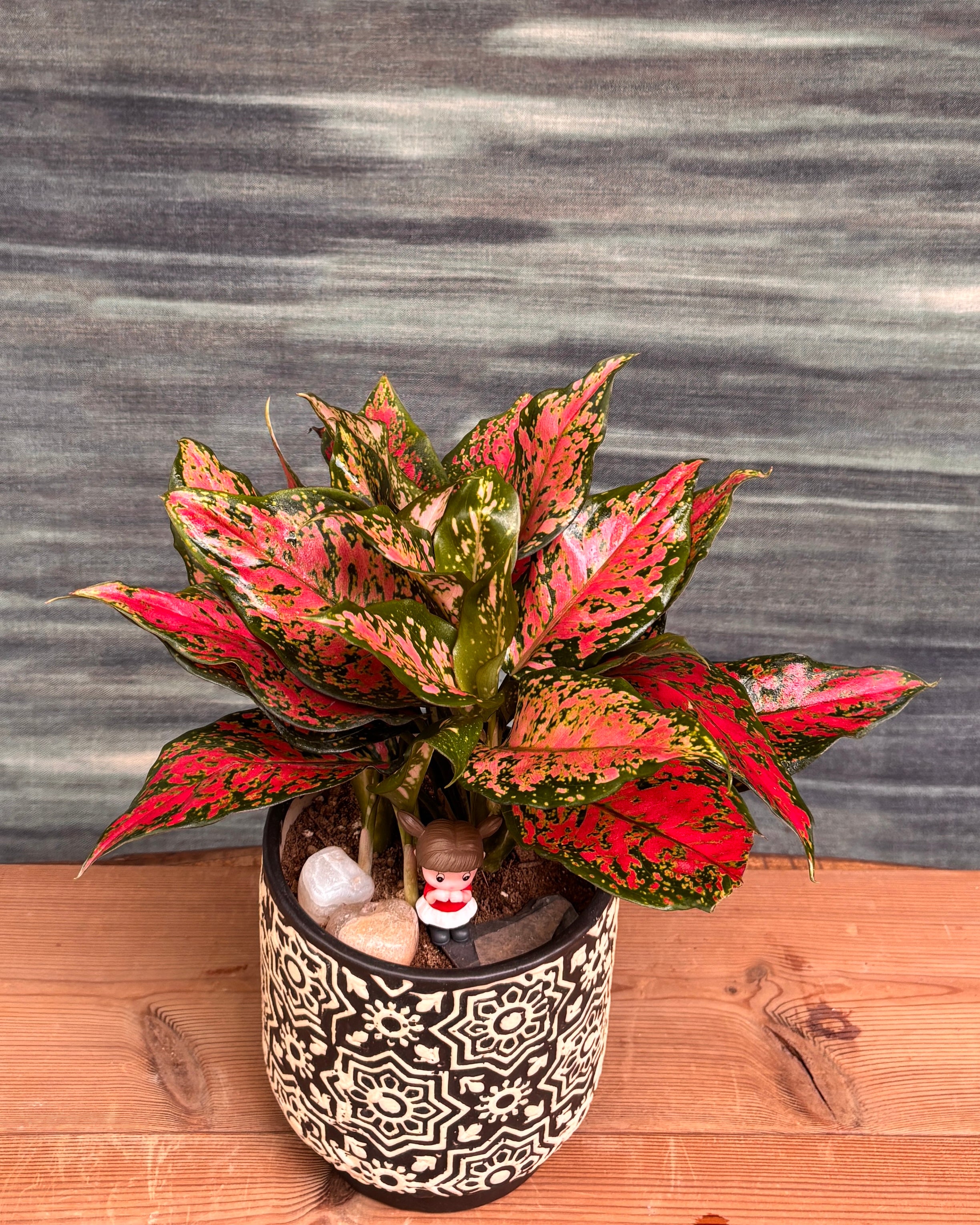 Aglaonema Angel in Black Blockprint