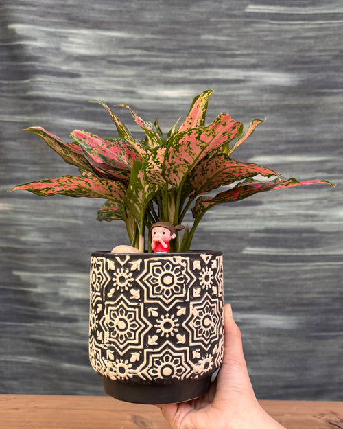 Aglaonema Angel in Black Blockprint