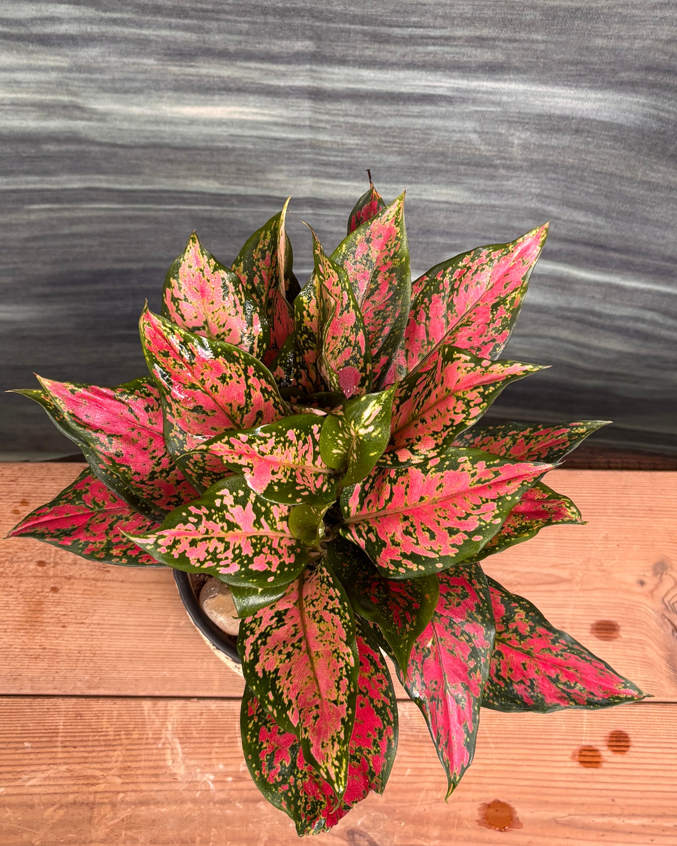 Aglaonema Angel in Black Blockprint