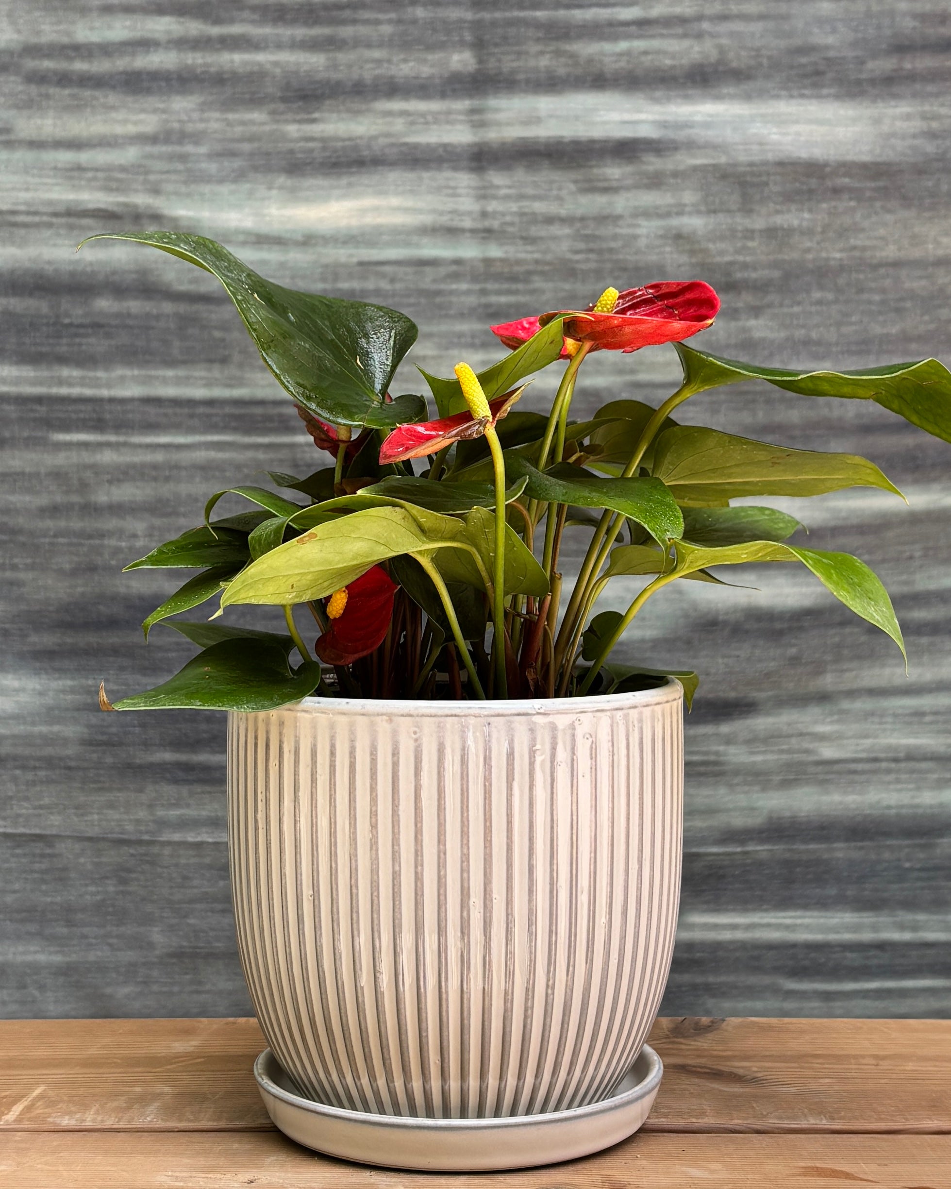 Anthurium Flamingo with glossy heart-shaped coral-pink blooms in refined ceramic plated pot – low-maintenance blooming indoor plant gift from Planterie Delhi, perfect for AC rooms, bright shade (indirect light), and table-top plant arrangements for Indian homes