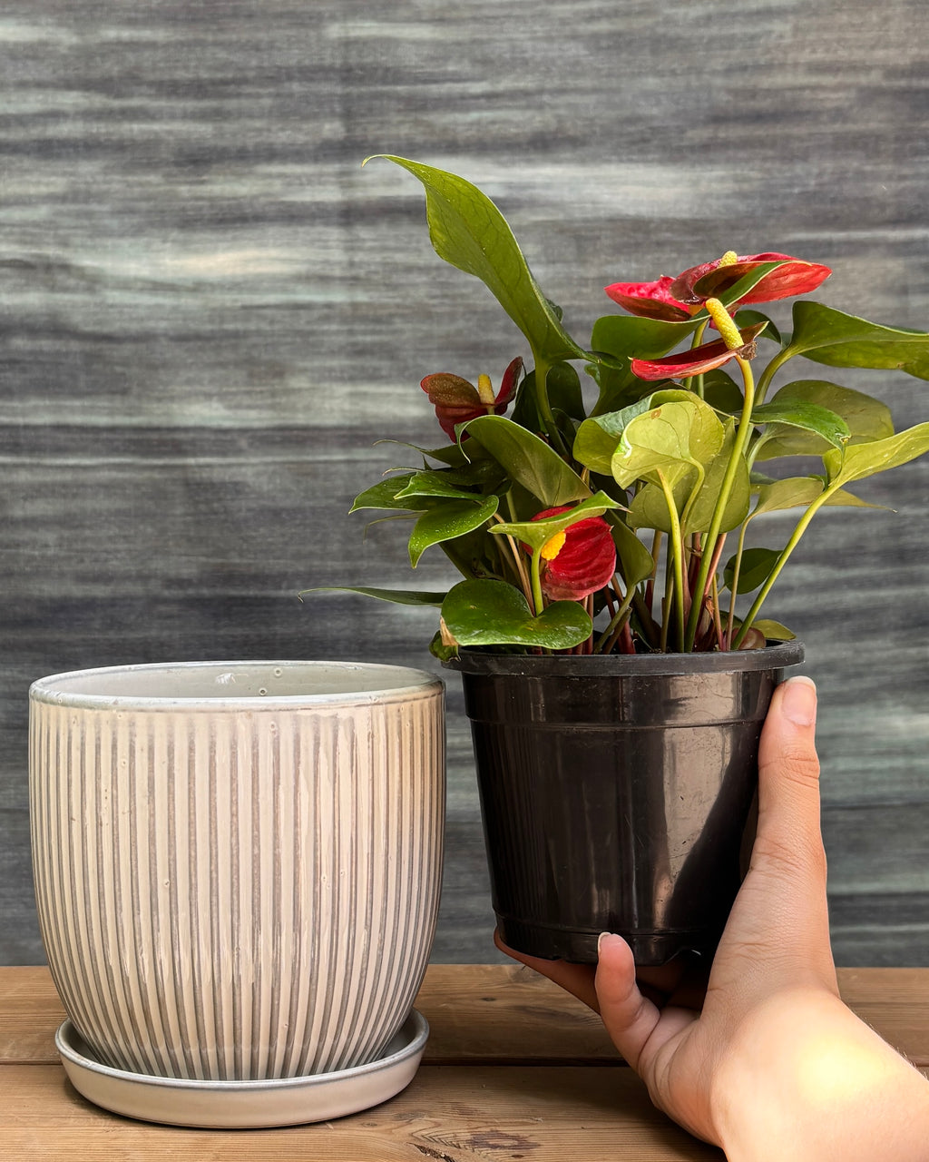 Anthurium Flamingo on center table or desk – indoor plant gift for corporates in India, bright shade (indirect light) AC room plant, perfect for housewarming or return gifts from Planterie plant studio in Delhi, minimal blooming plant arrangement for small apartments