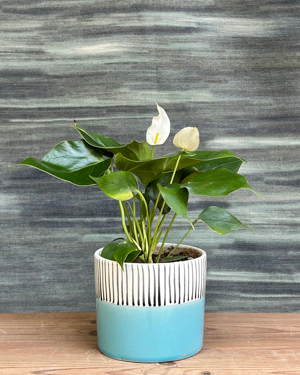 White Anthurium indoor plant with glossy dark green leaves and pristine white flamingo flower spathes in Blue Cylinder ceramic planter from Planterie, perfect indoor plants in Delhi for bedside tables, consoles and office desks