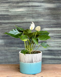 White Anthurium indoor plant with glossy dark green leaves and pristine white flamingo flower spathes in Blue Cylinder ceramic planter from Planterie, perfect indoor plants in Delhi for bedside tables, consoles and office desks