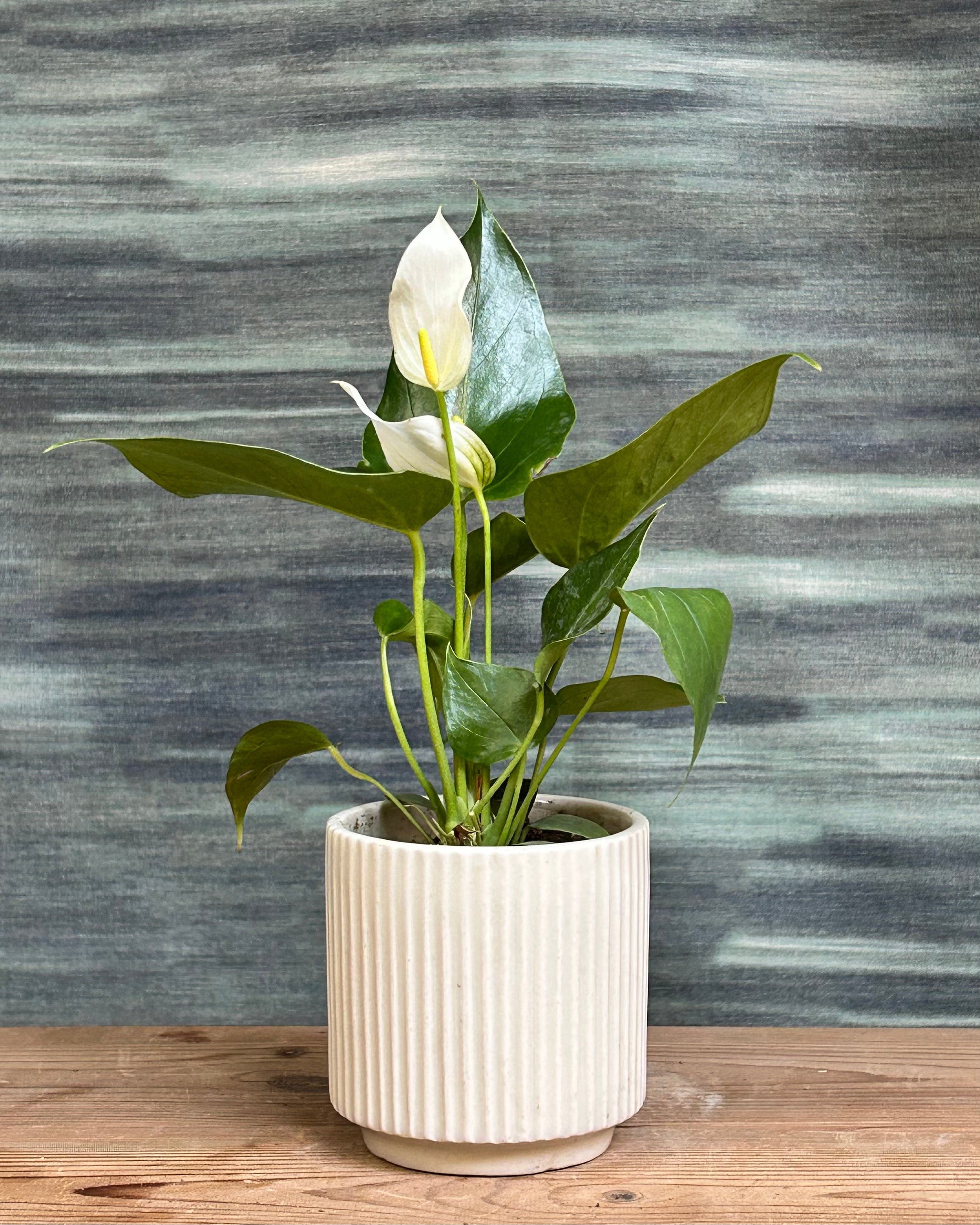 White Anthurium indoor plant with glossy dark green leaves and elegant white flamingo flower spathes in deep Java ceramic planter from Planterie, perfect indoor plants in Delhi for bedside tables, consoles and office desks