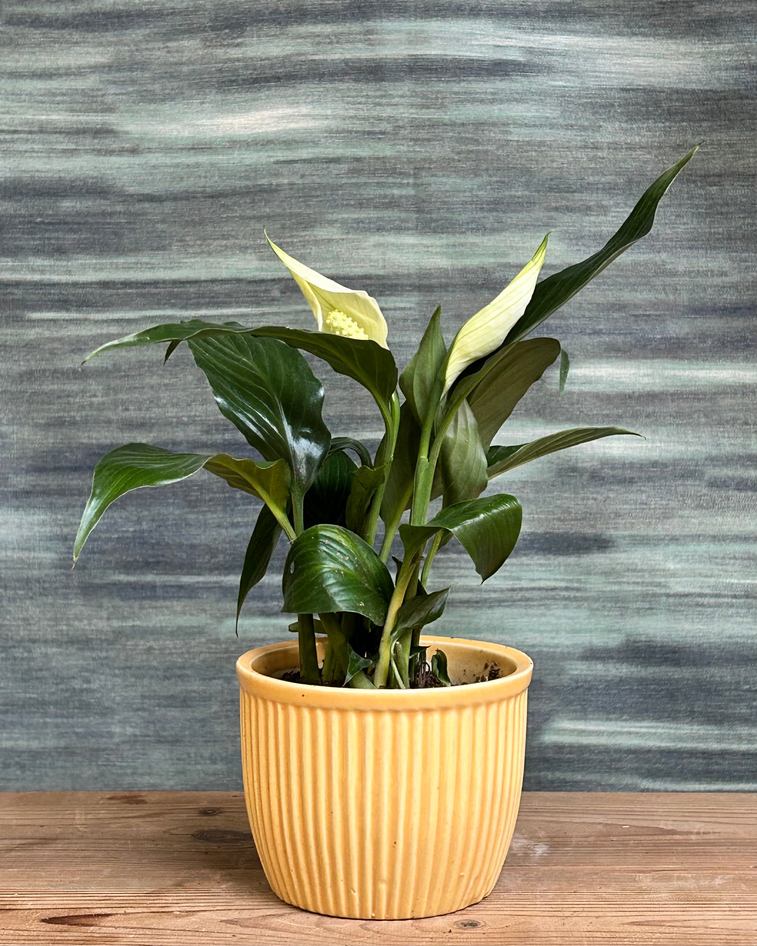 White Anthurium indoor plant with glossy dark green leaves and elegant white flamingo flower spathes in cheerful Yellow Pudding ceramic planter from Planterie, perfect indoor plants in Delhi for brightening centre tables and office desks