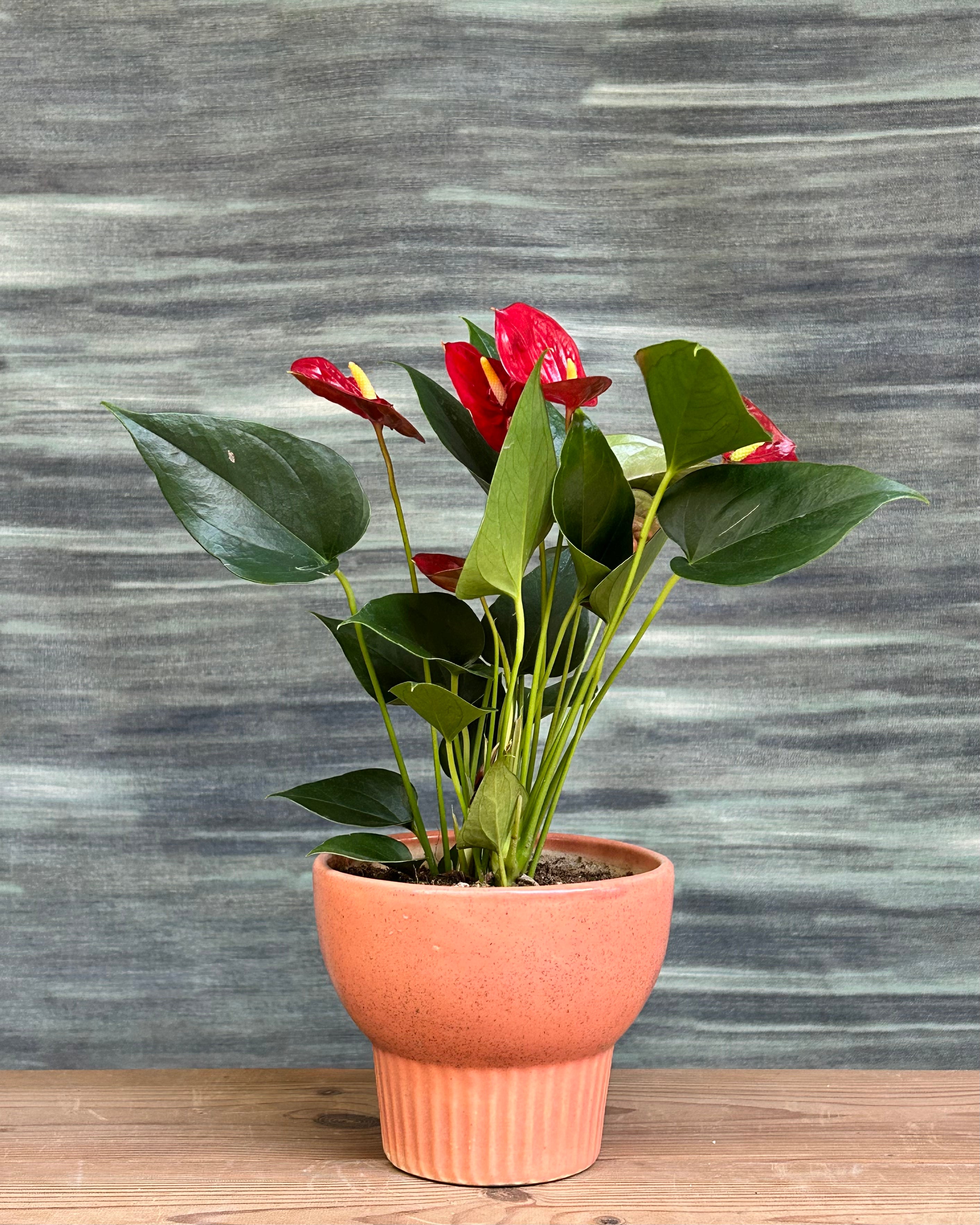 Anthurium Flamingo in Pale Terracotta