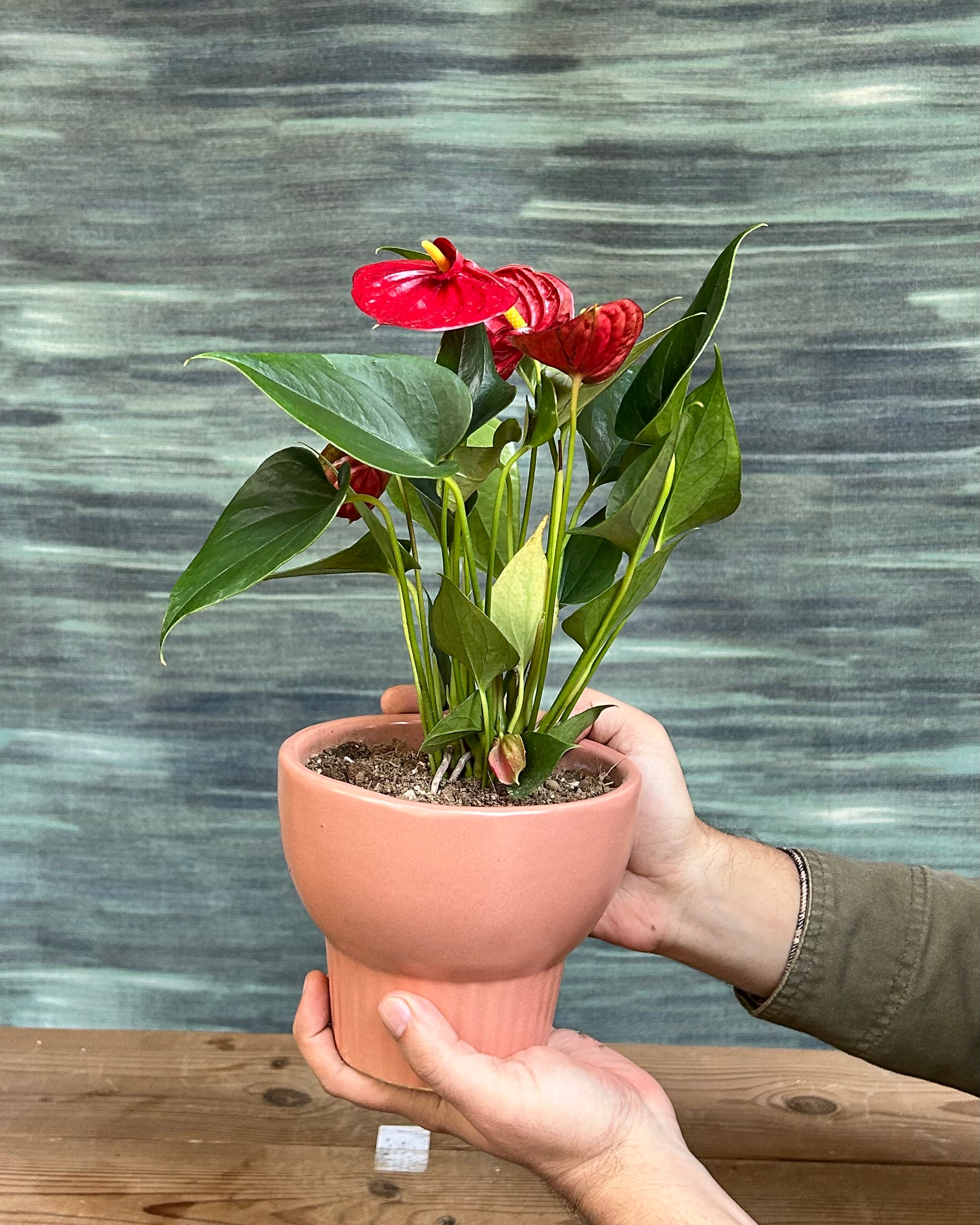 Anthurium Flamingo in Pale Terracotta