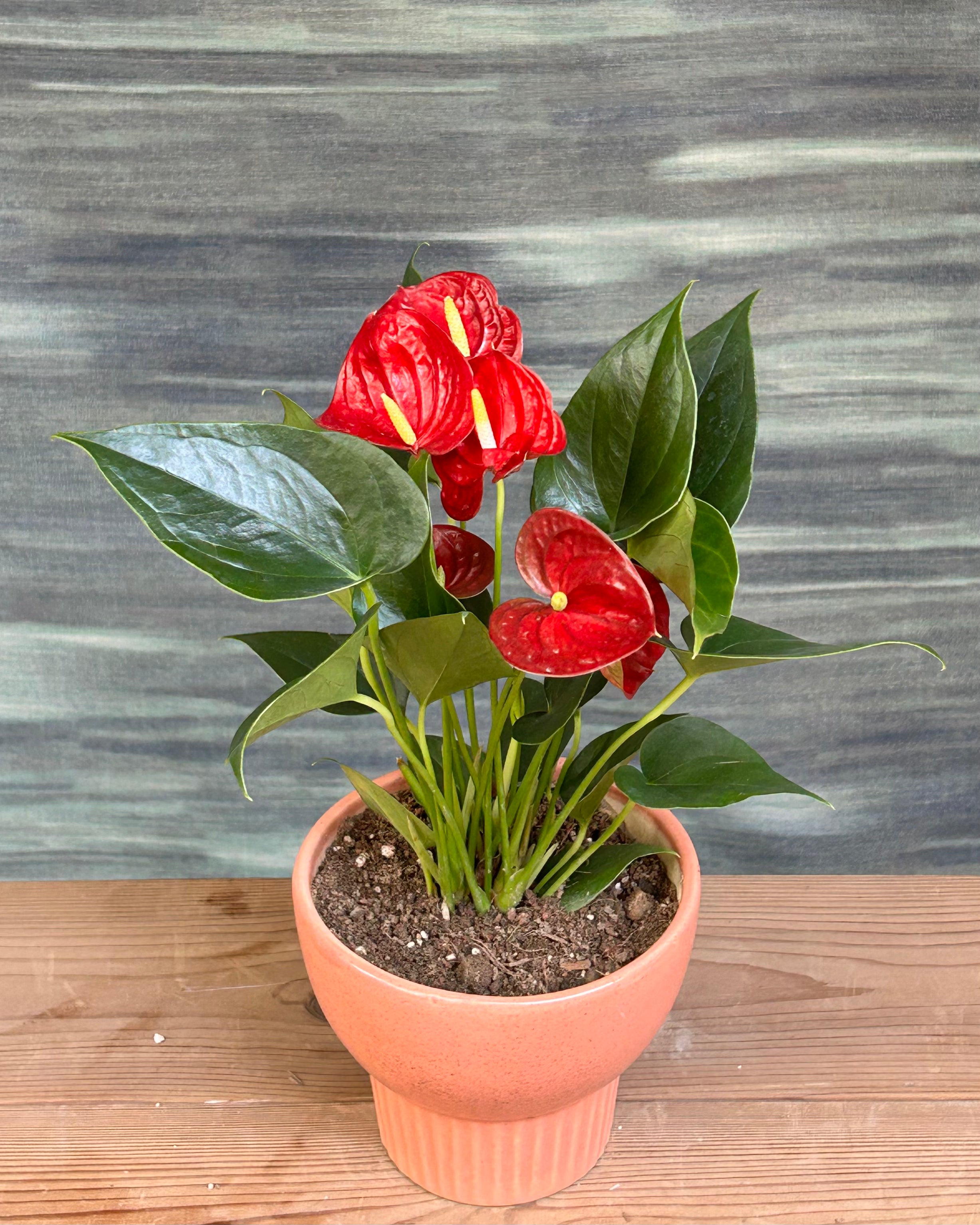Anthurium Flamingo in Pale Terracotta