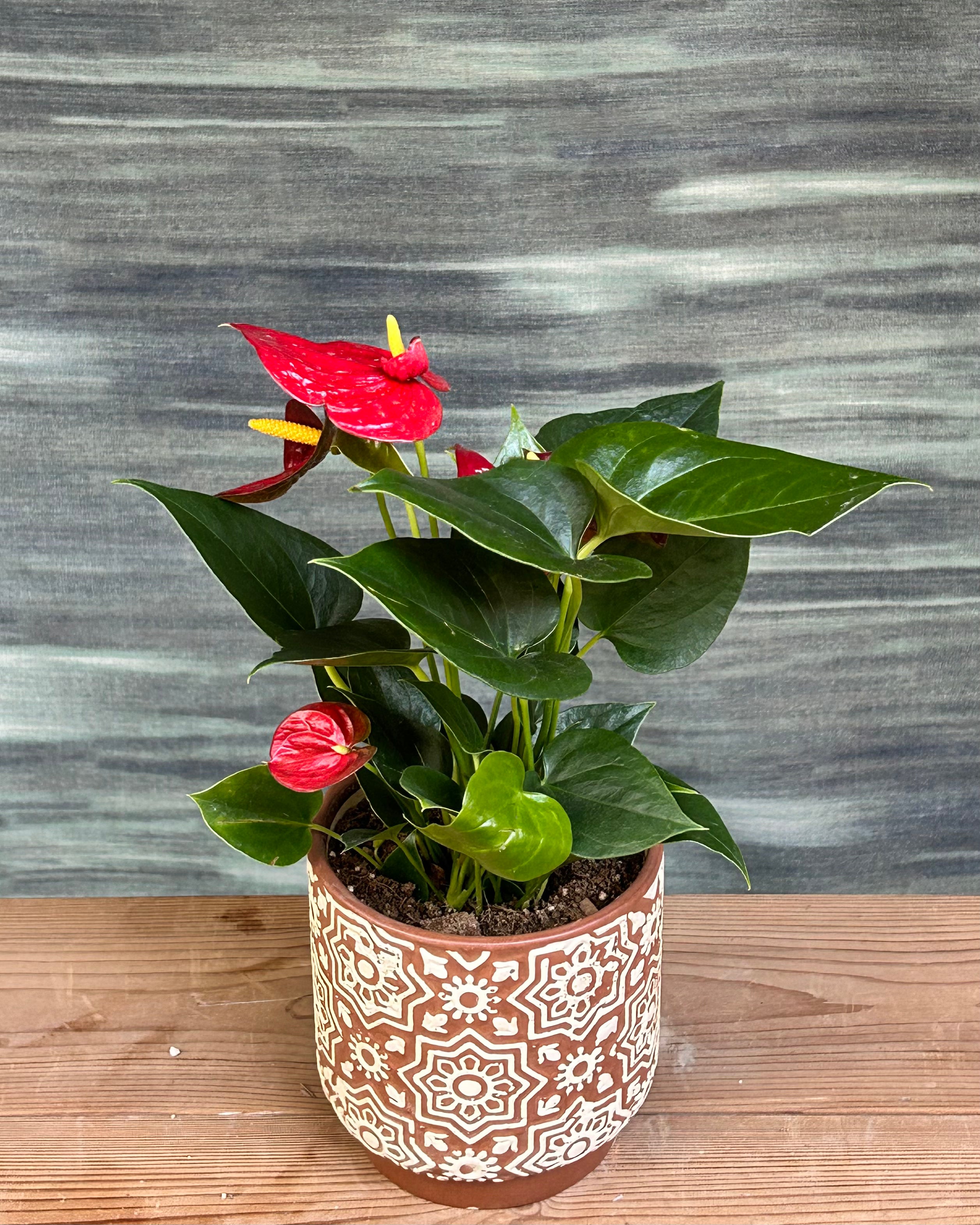 Anthurium Flamingo in Brown Block