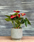 Anthurium Flamingo in Sage Green