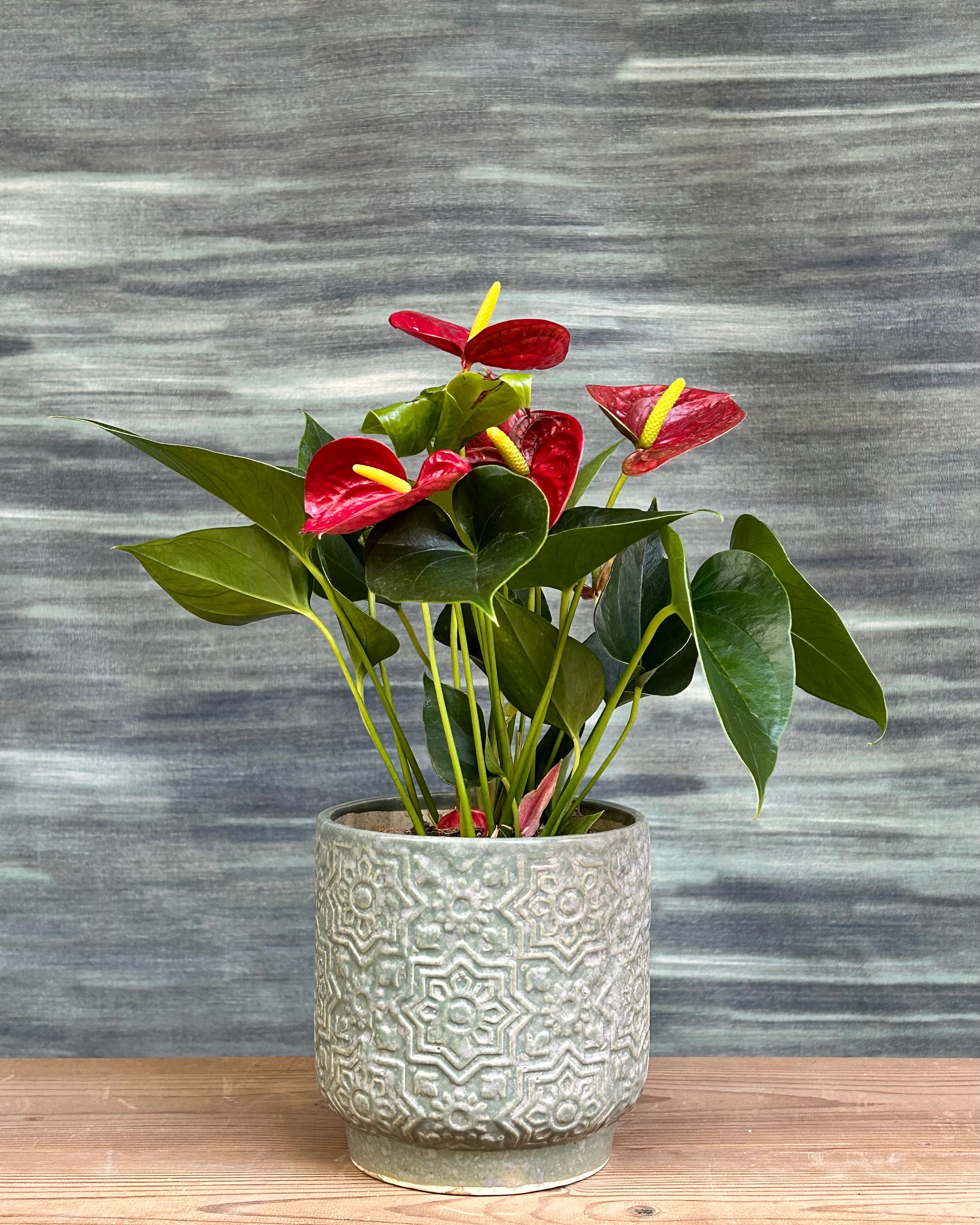 Anthurium Flamingo in Sage Green