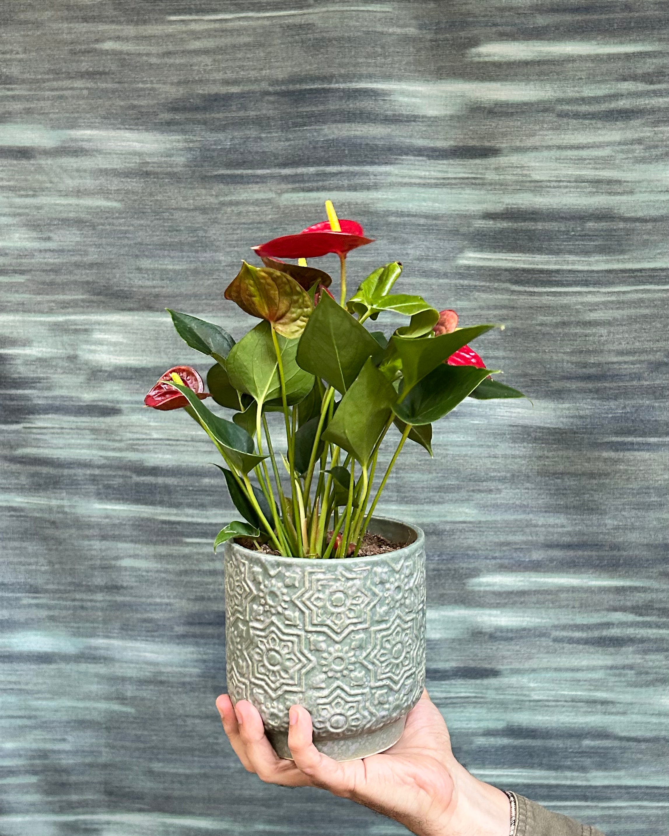 Anthurium Flamingo in Sage Green