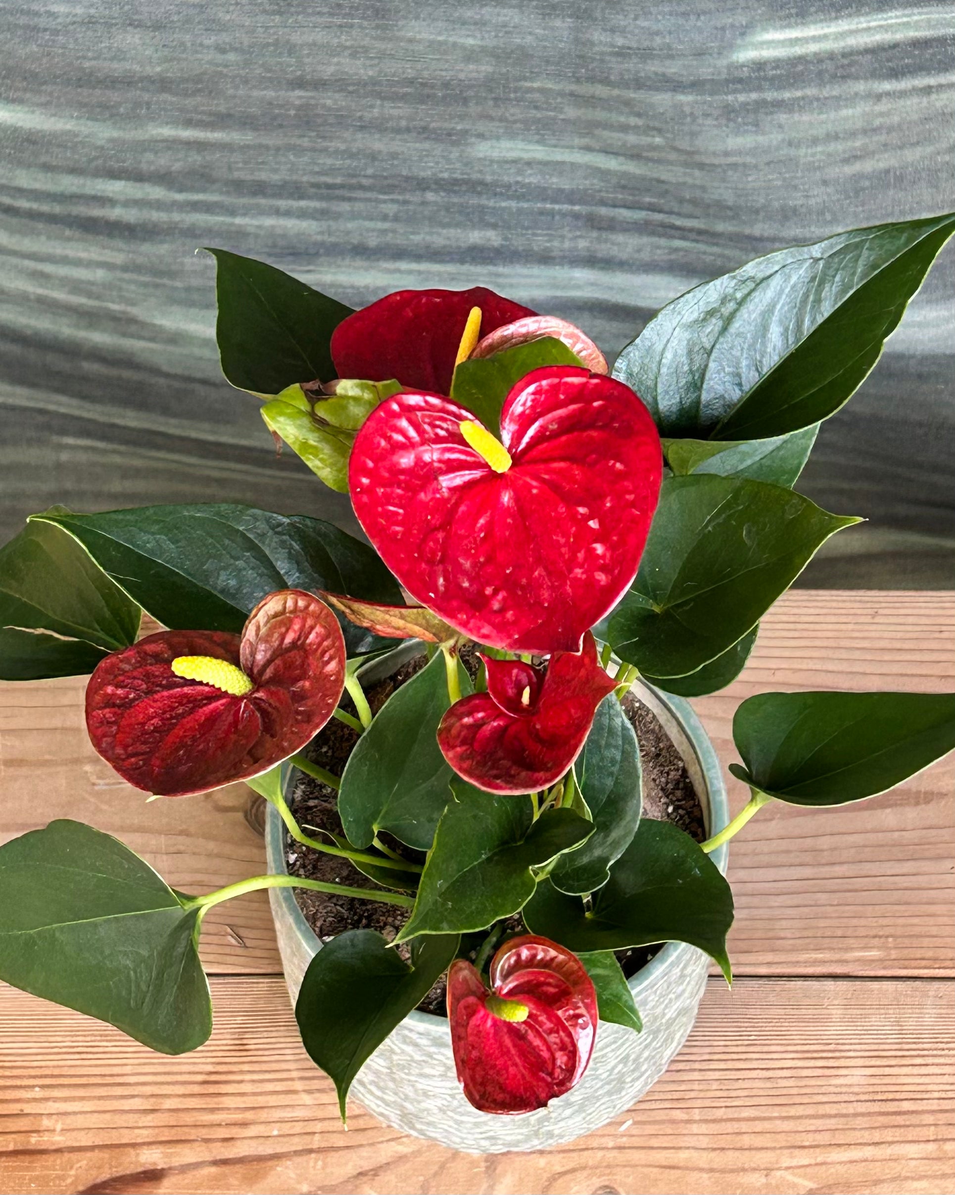 Anthurium Flamingo in Sage Green