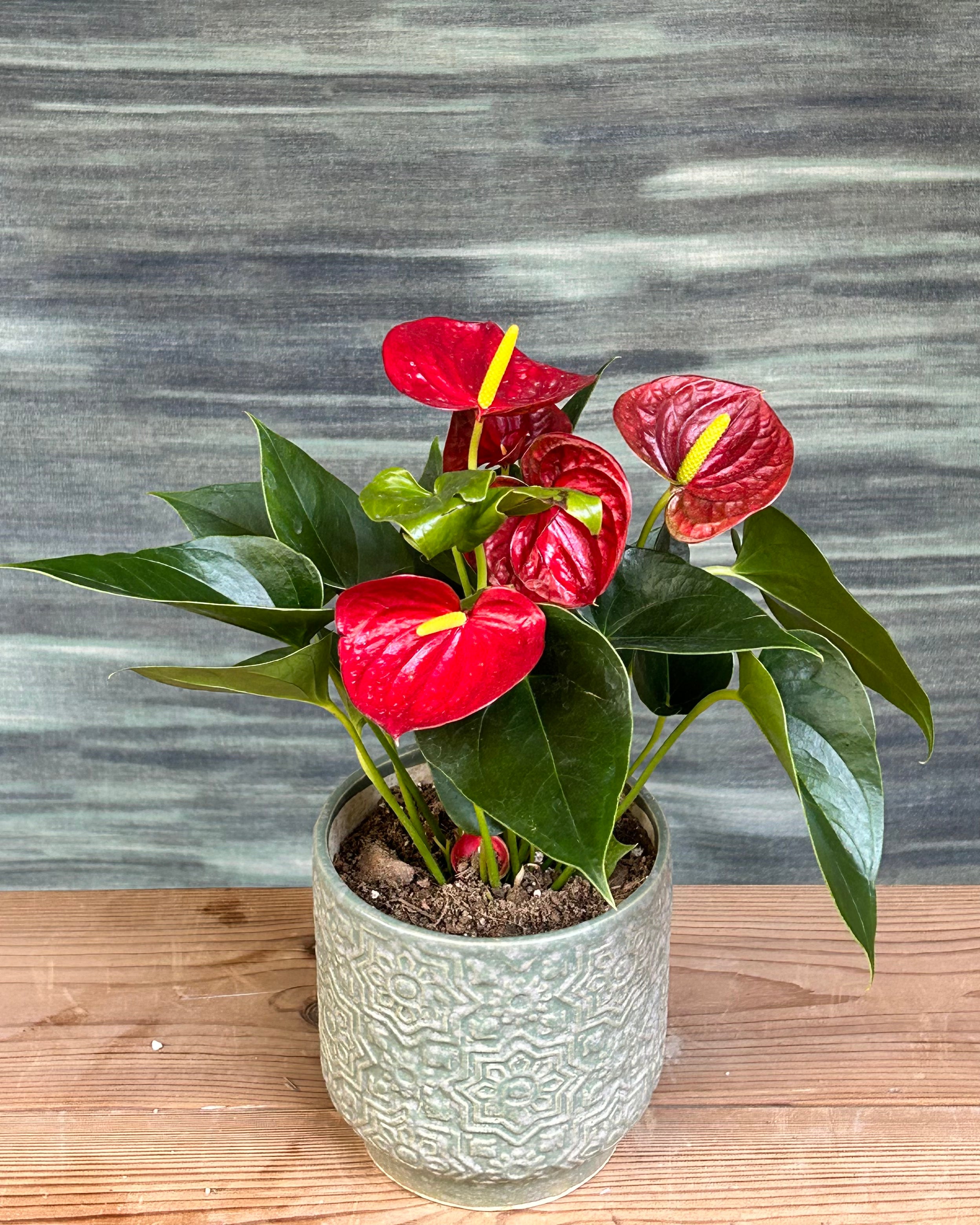 Anthurium Flamingo in Sage Green