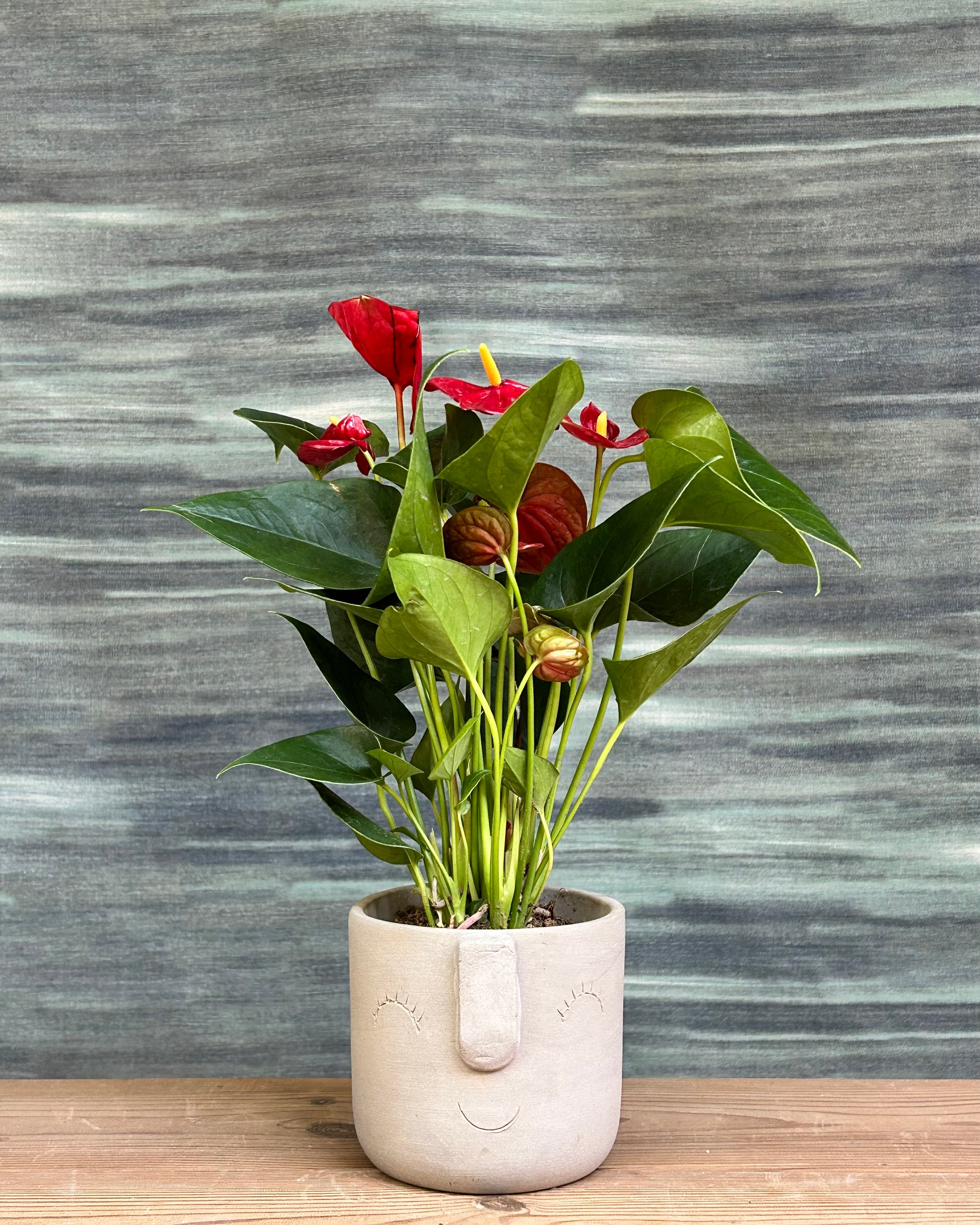 Anthurium Flamingo in Cement