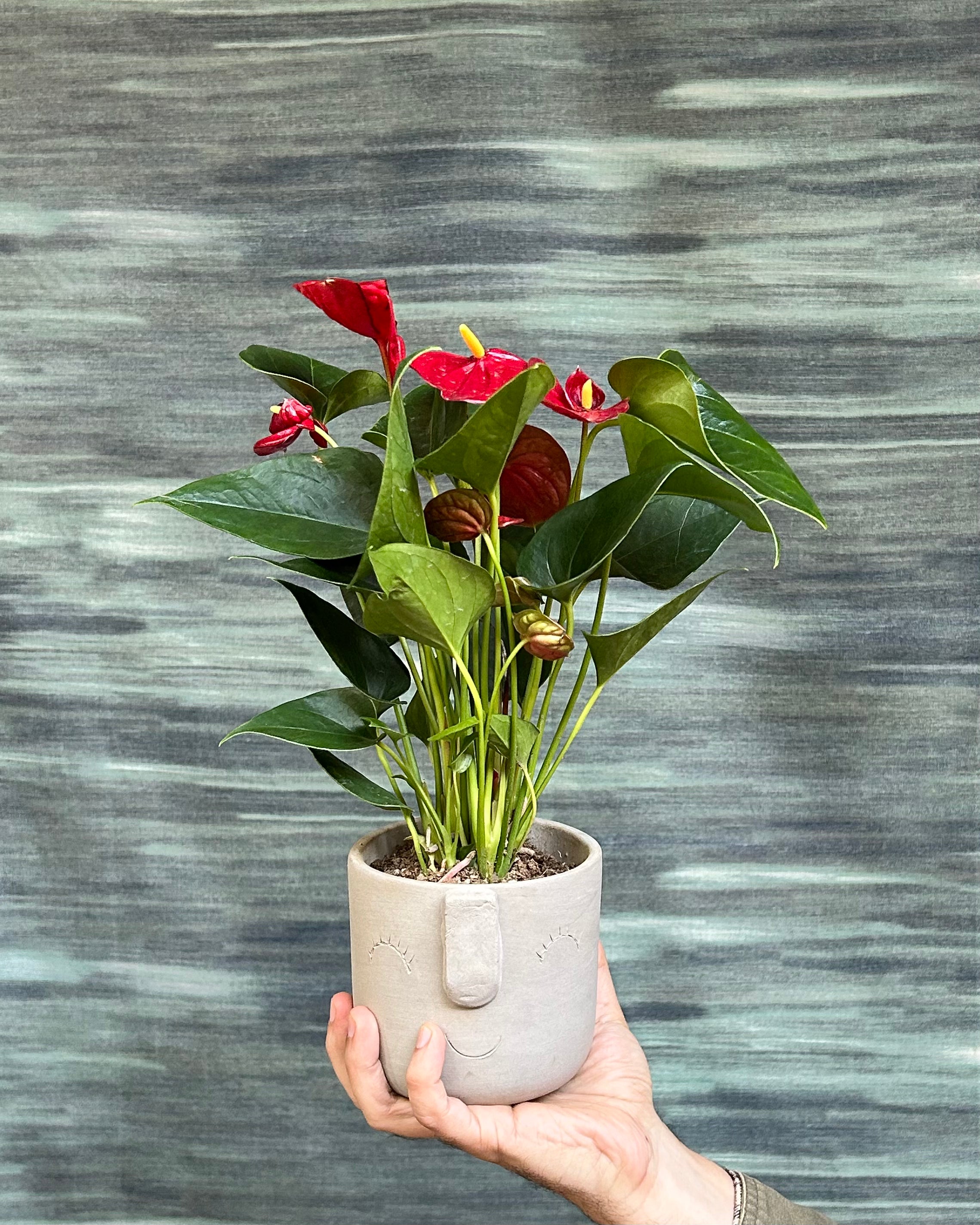 Anthurium Flamingo in Cement